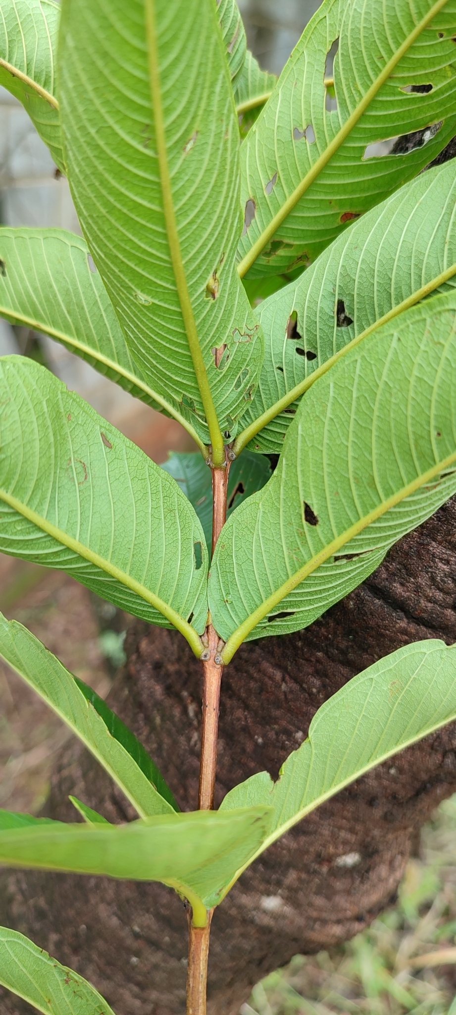 Photo of Qualea multiflora (9/12)