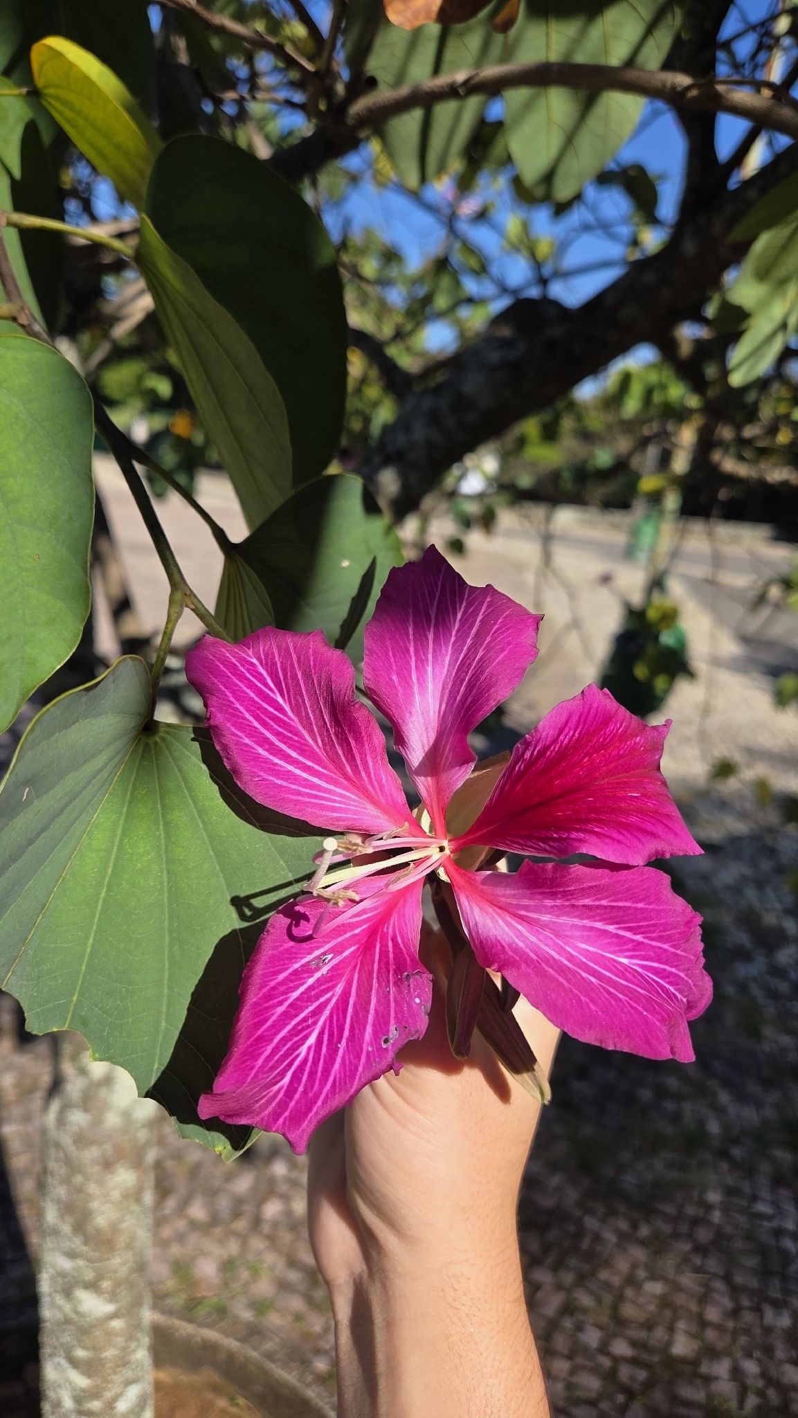 Photo of Brazilian orchid tree (6/7)