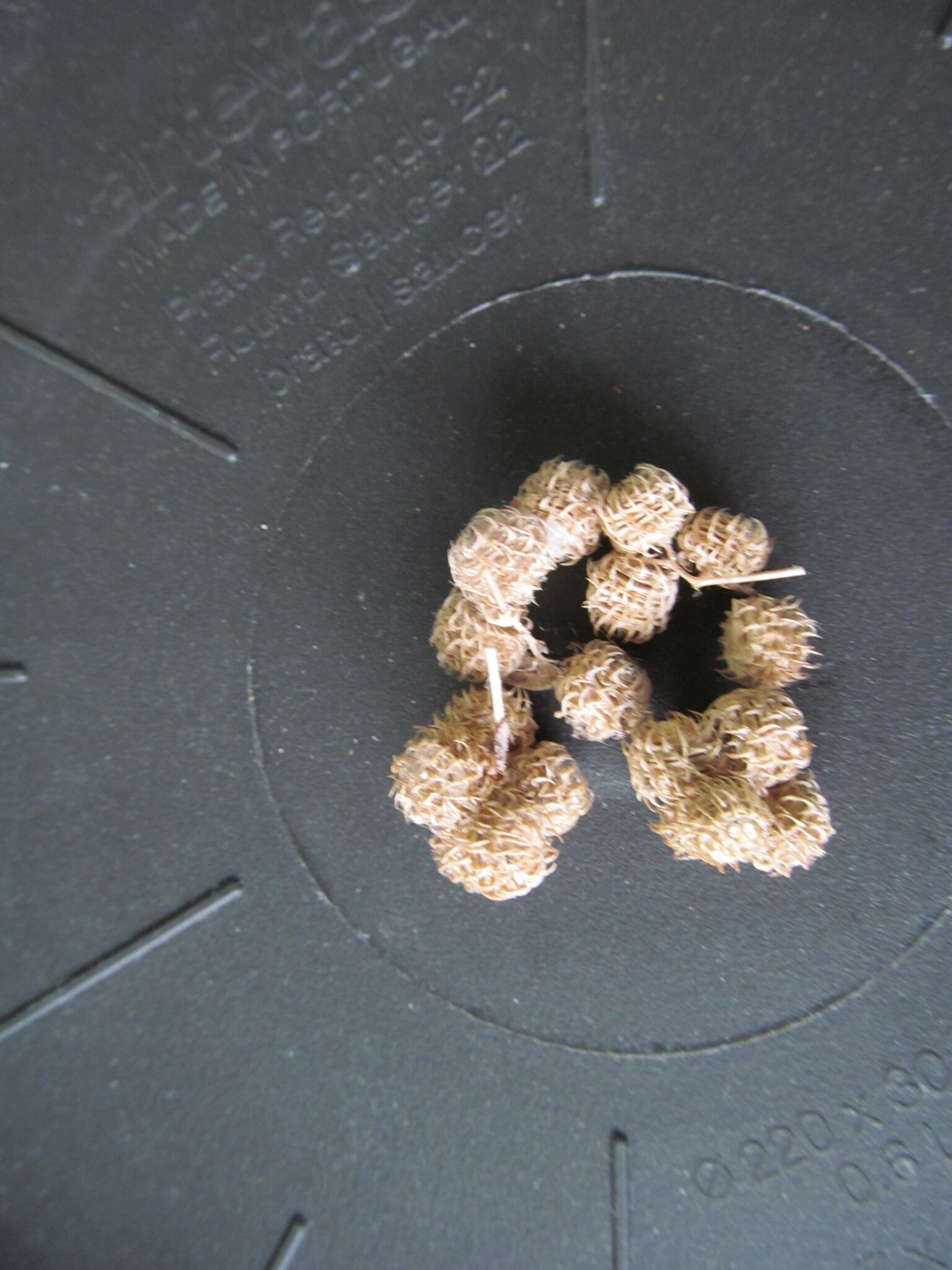 Photo of Spotted medick (10/12)