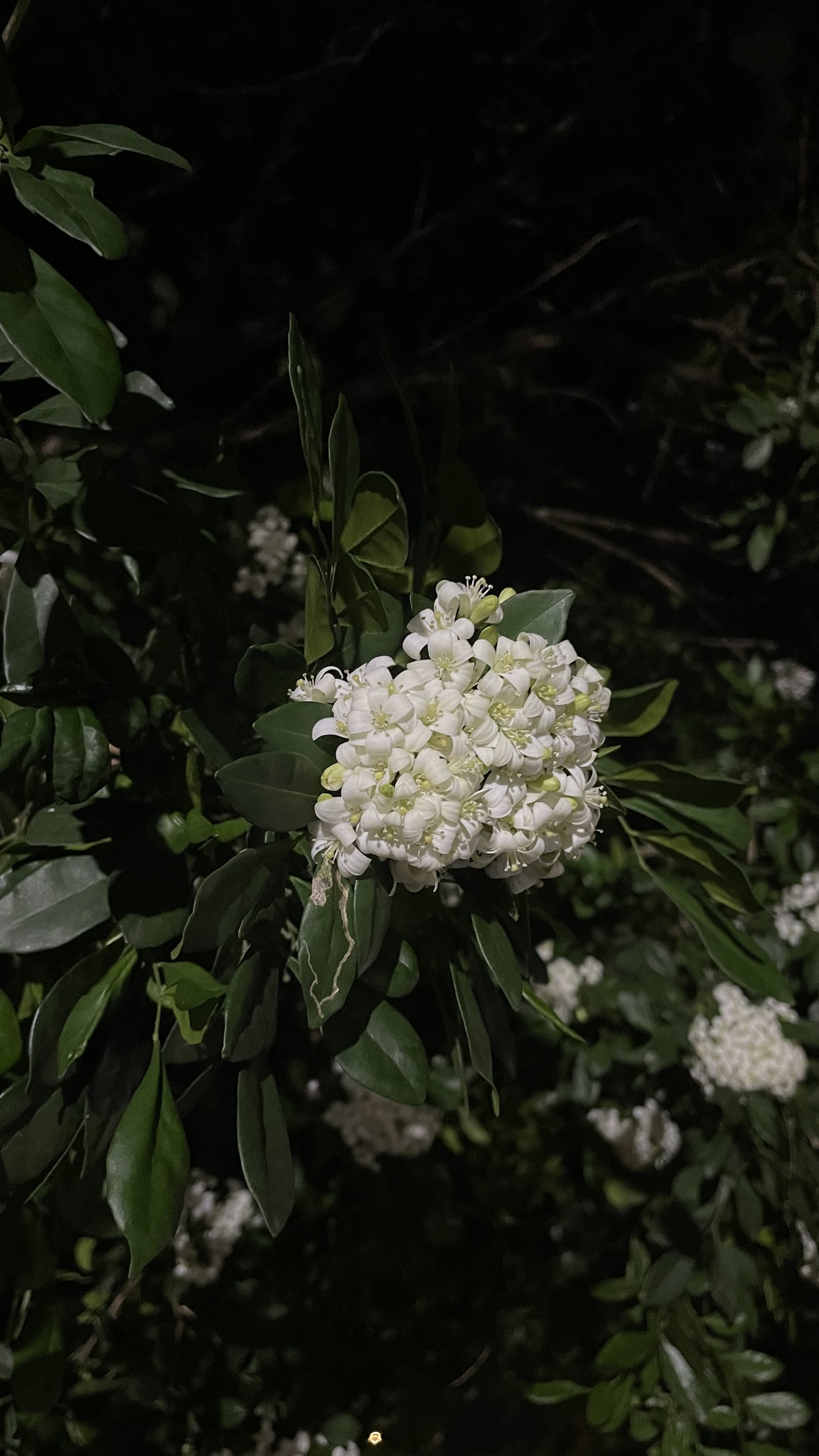 Photo of Orange Jasmine (8/10)