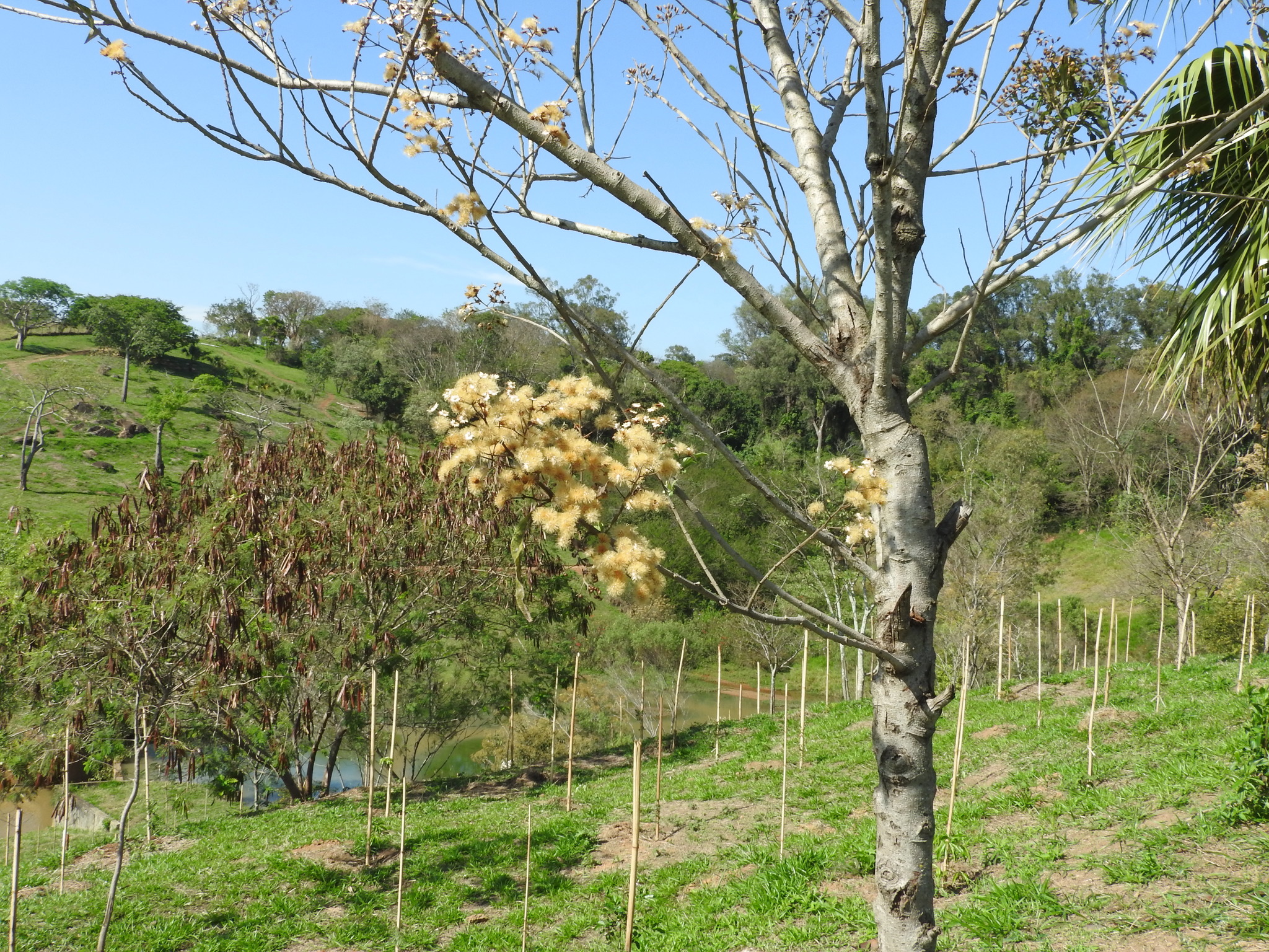 Photo of Plantae (3/7)