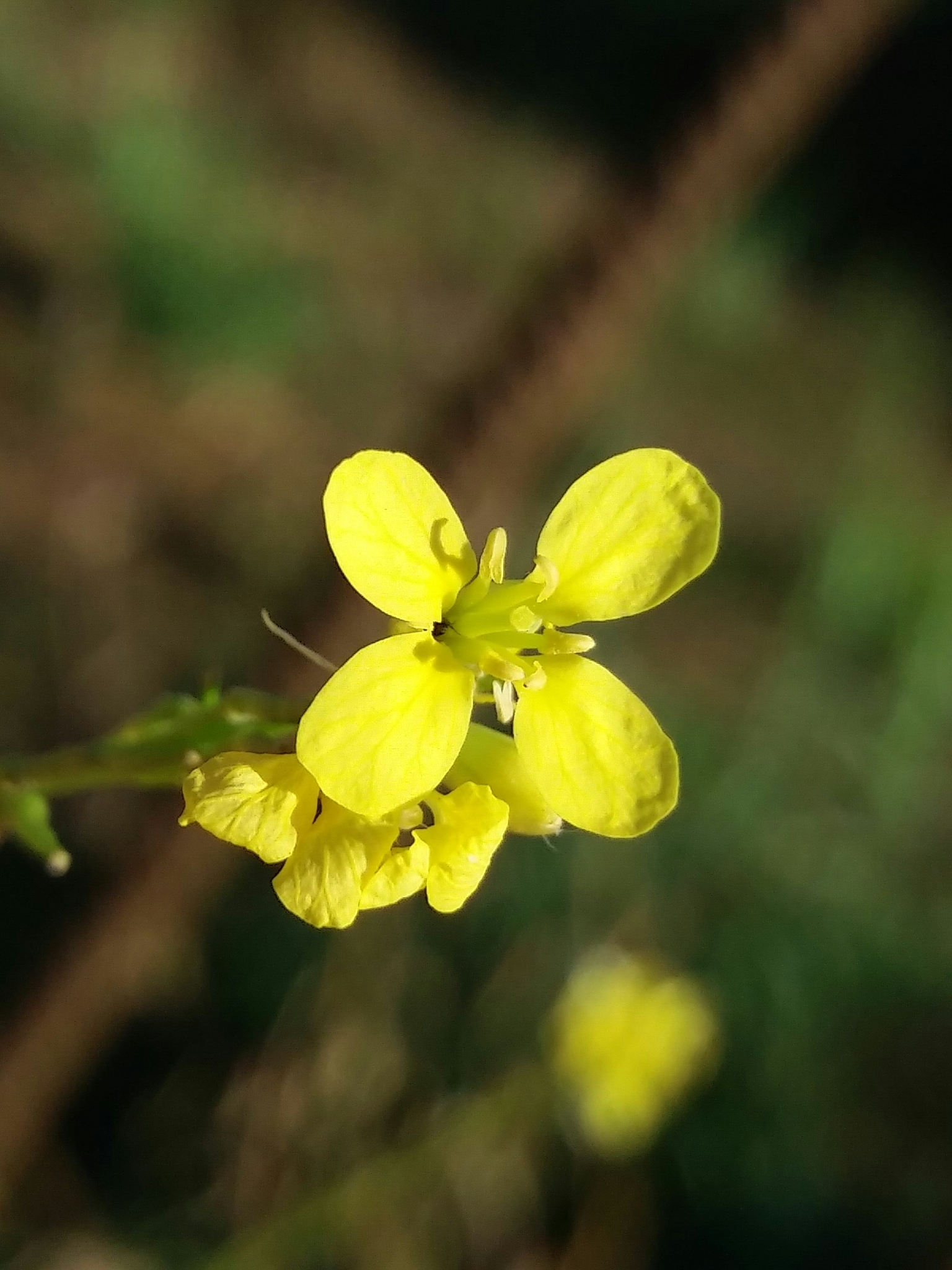 Photo of Shortpod Mustard (5/12)