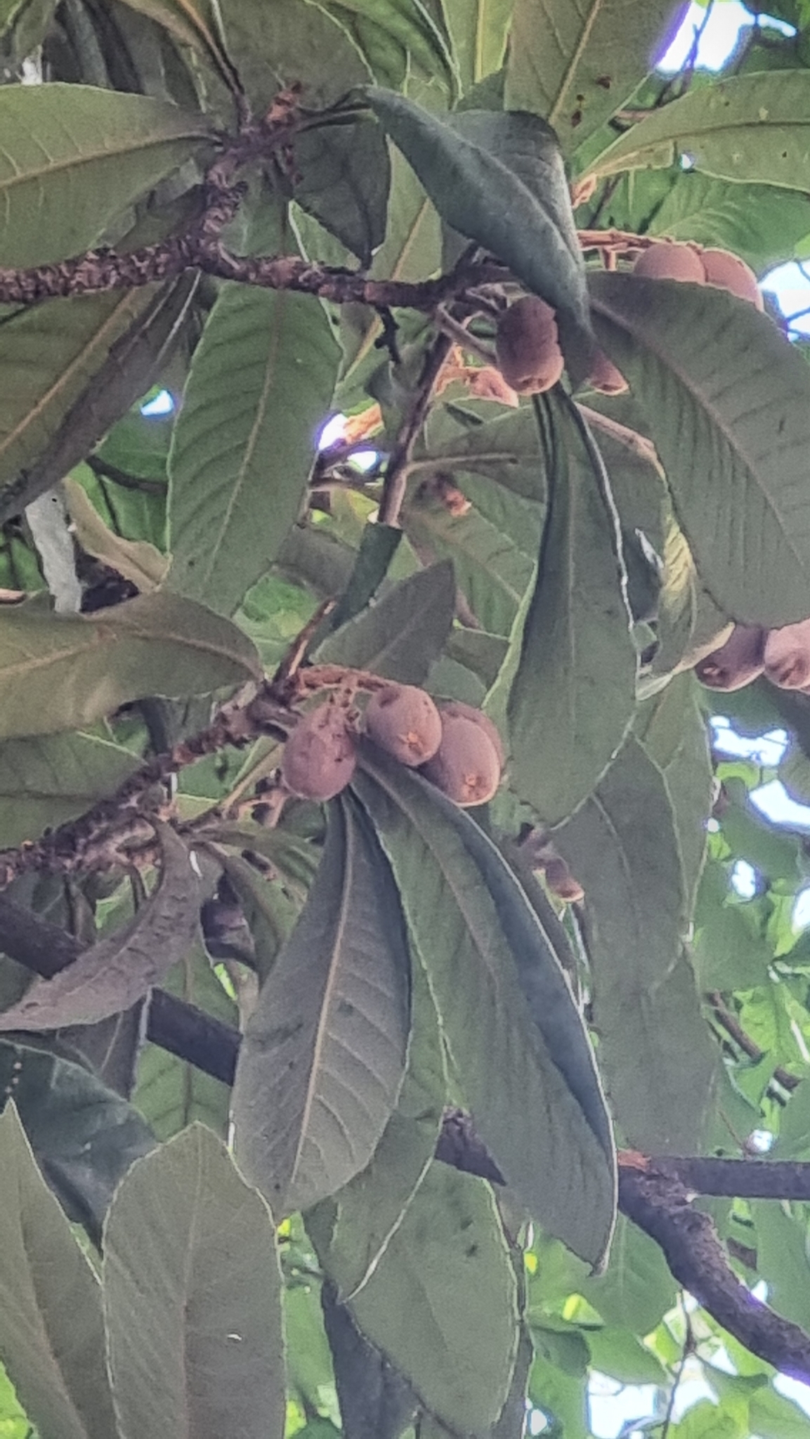 Photo of Angiospermae (3/5)
