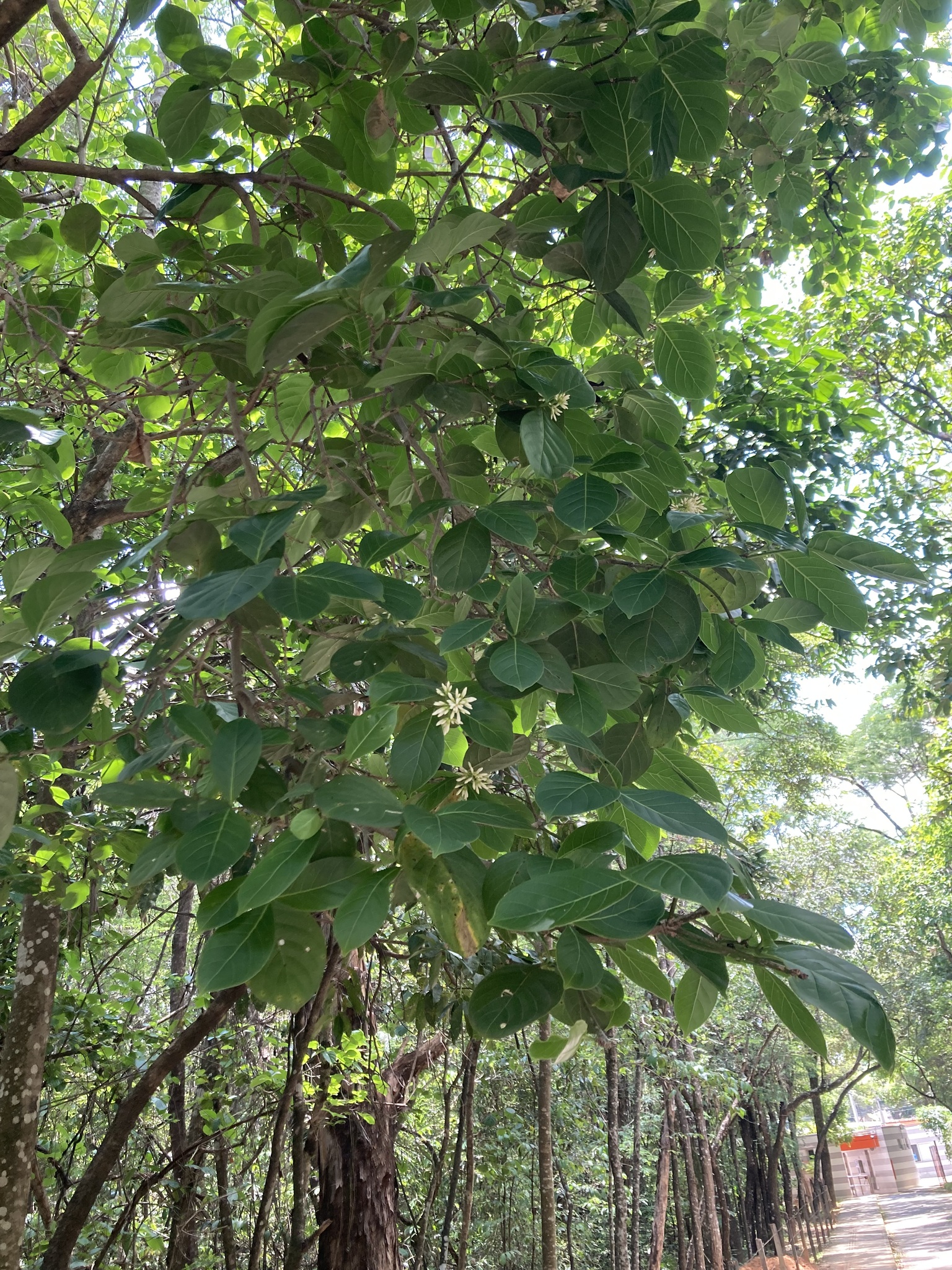 Photo of Coussarea hydrangeifolia (3/9)