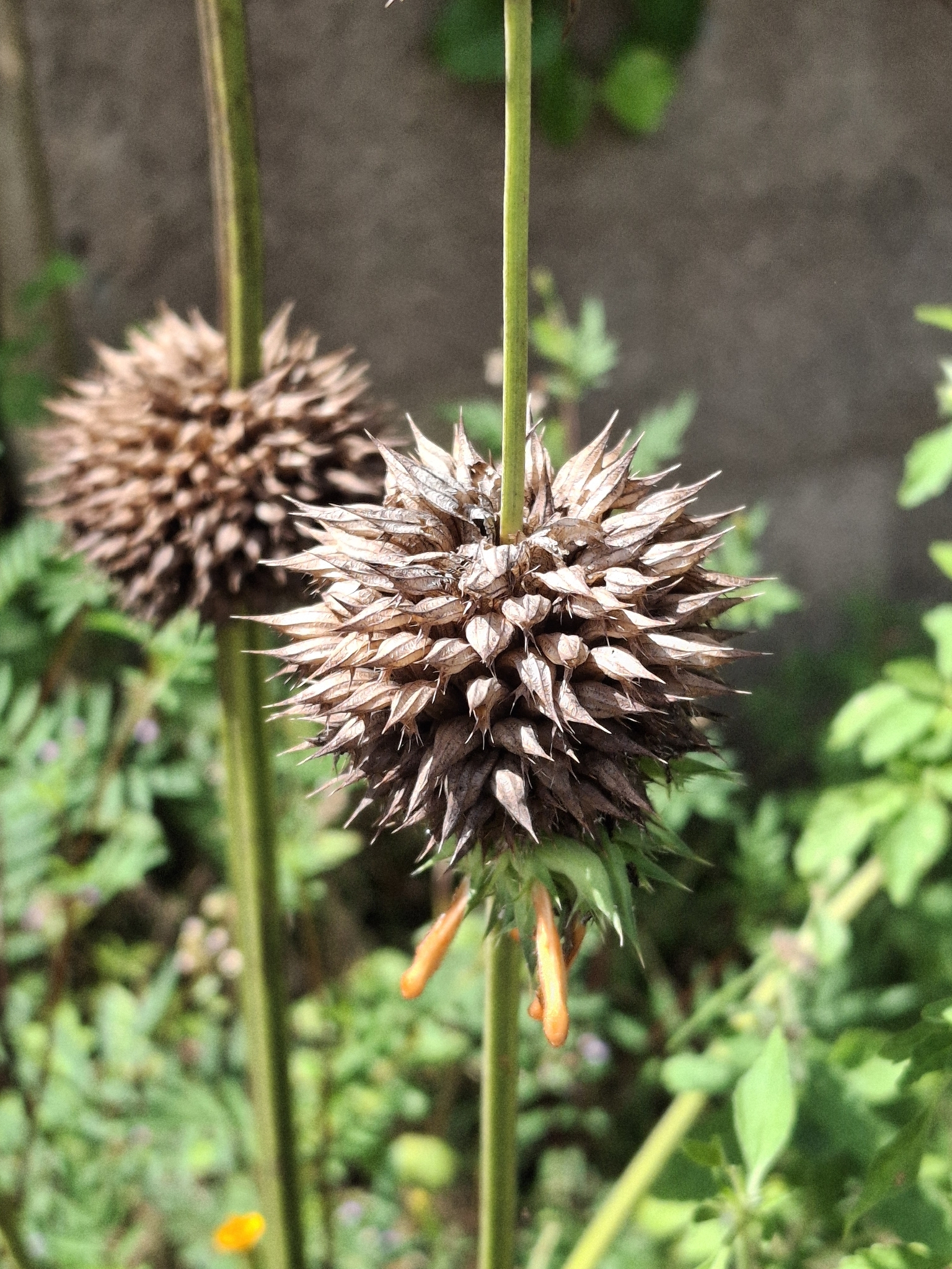 Photo of lion's ear (4/7)