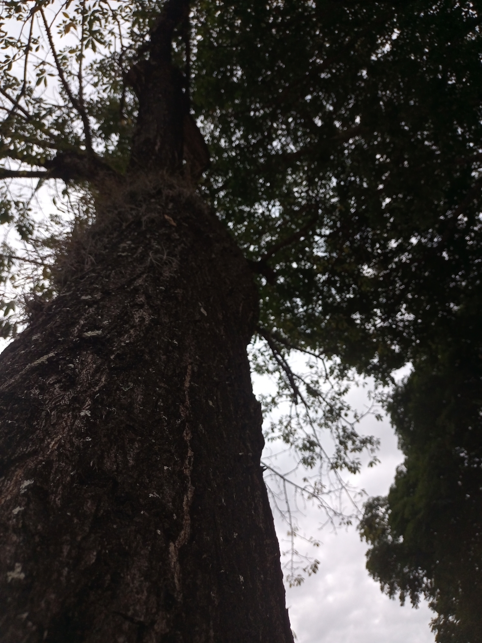 Photo of Silk floss tree (2/7)