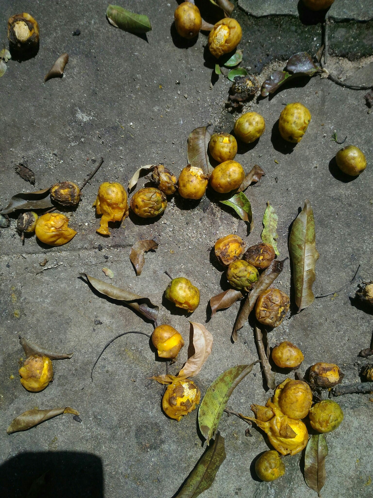 Photo of Spondias (5/5)