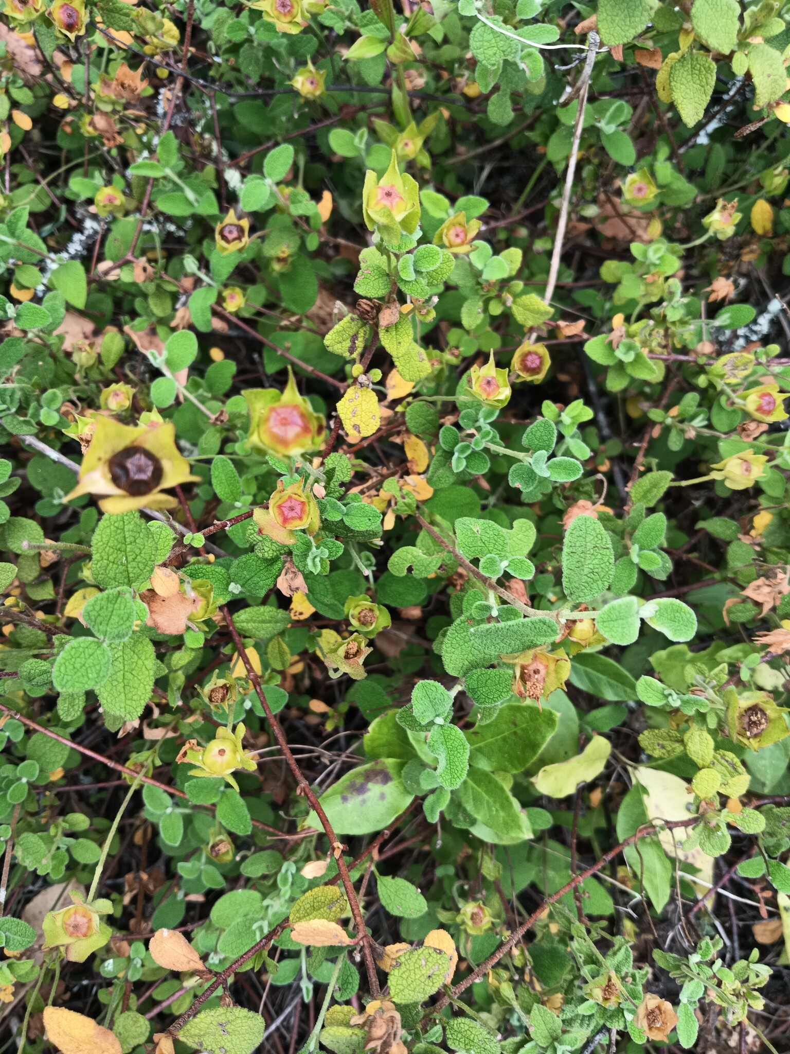 Photo of Sage-leaved Rock-rose (3/12)