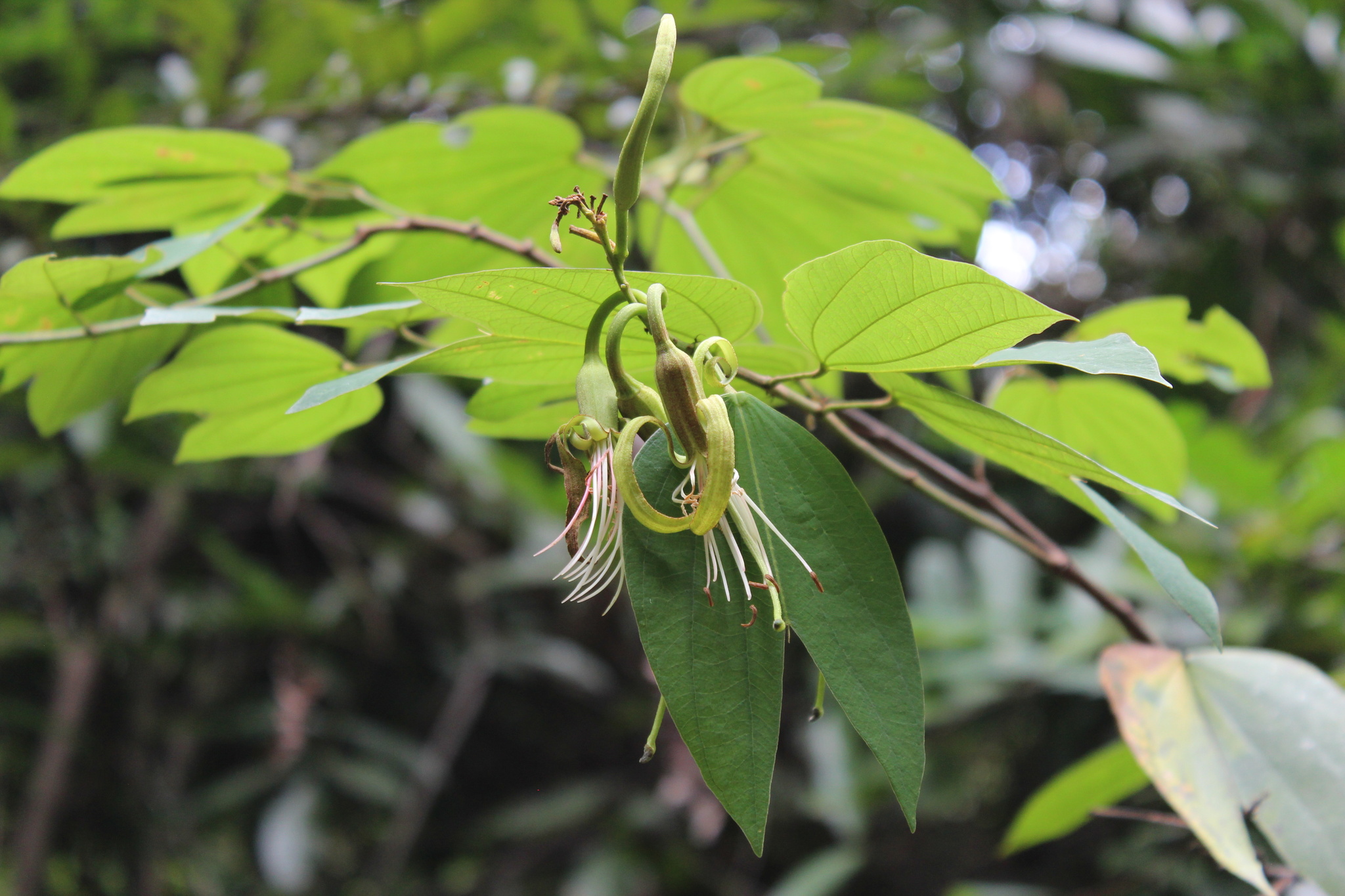 Photo of Bauhinia ungulata (6/9)