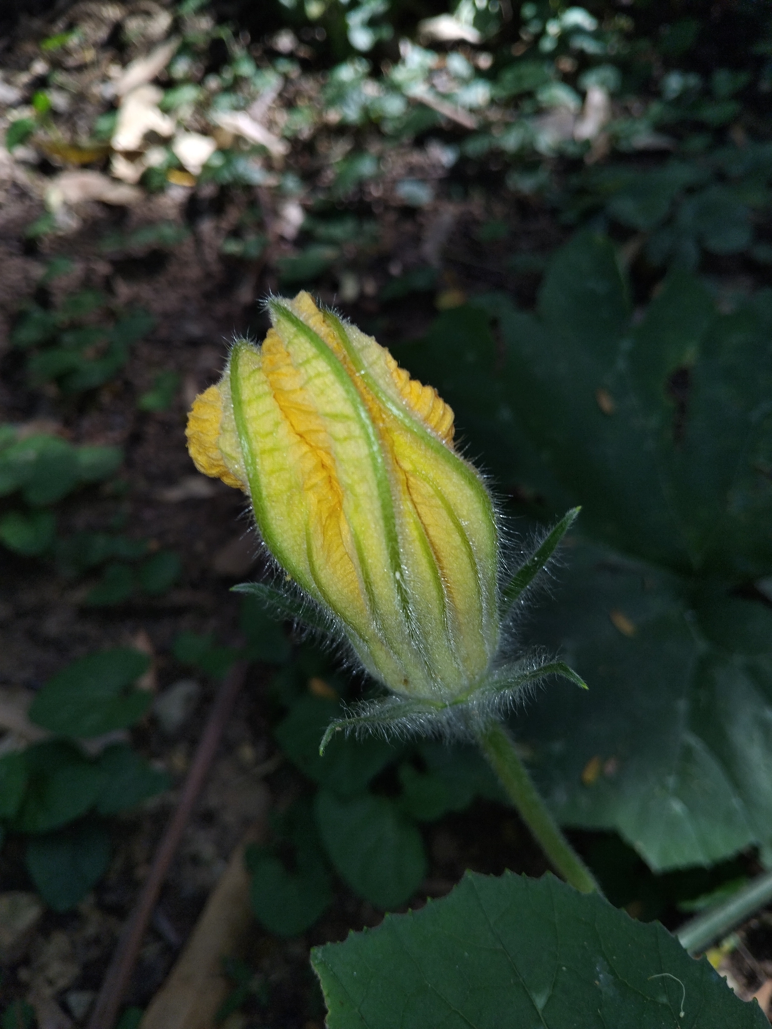 Photo of Cucurbita (6/7)