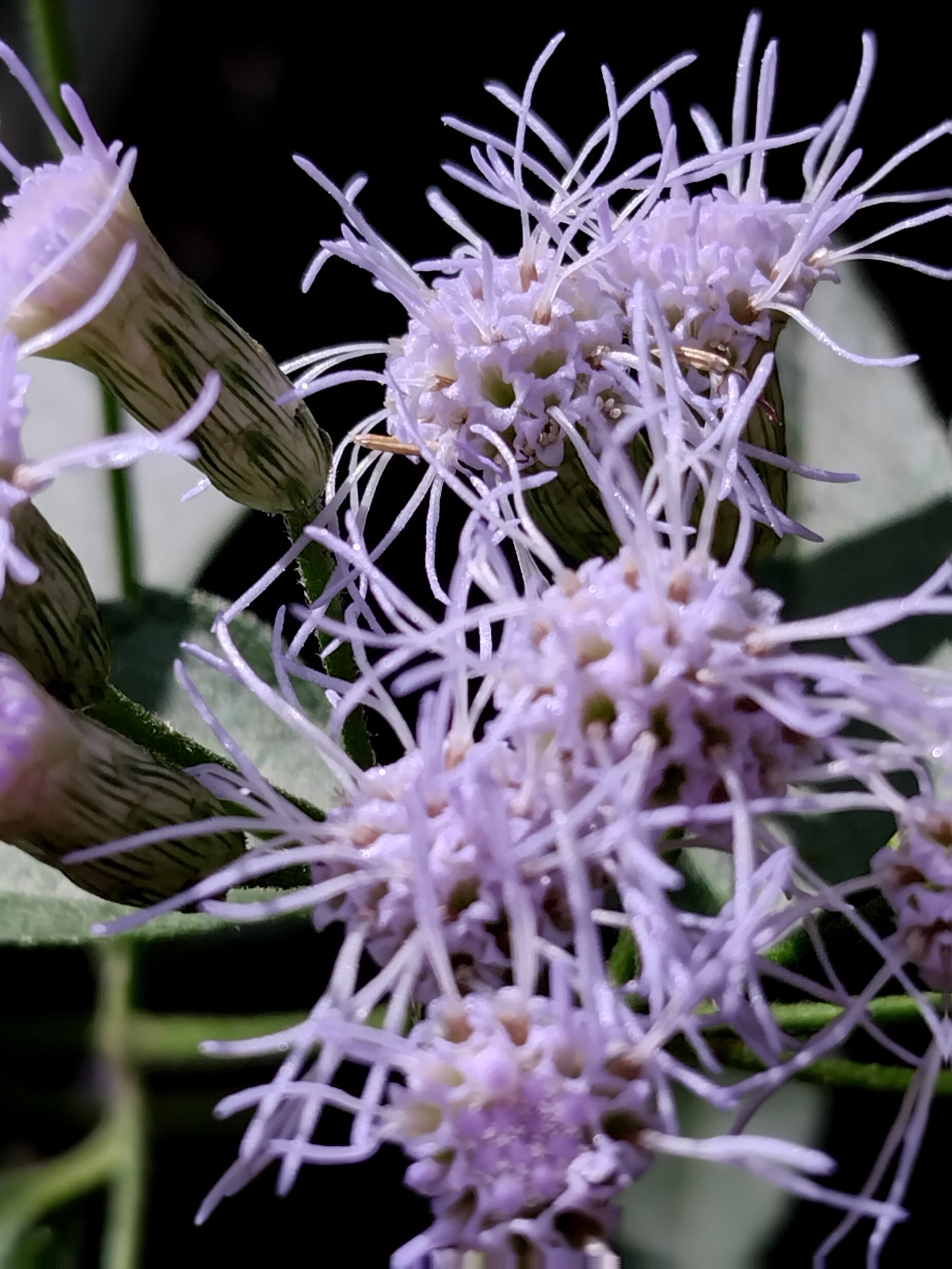 Photo of Siam weed (8/9)
