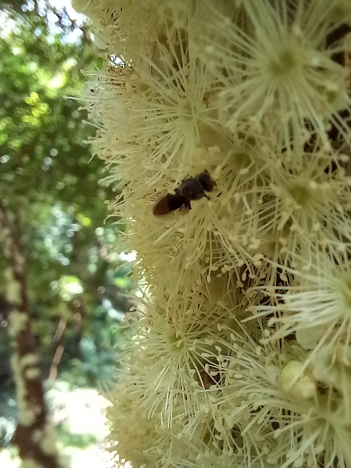 Photo of Jaboticaba (5/10)