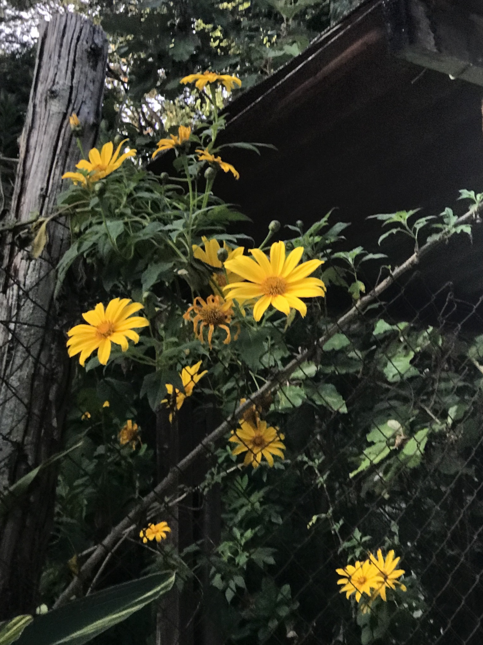 Photo of Mexican sunflower (6/9)