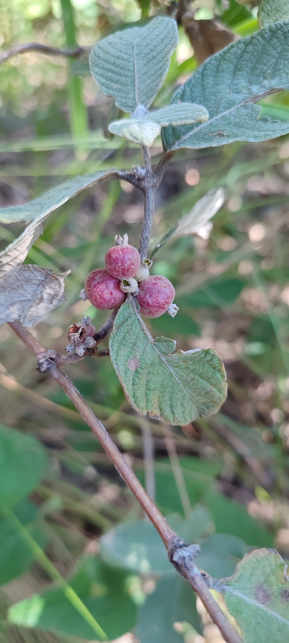 Photo of Sabicea brasiliensis (3/12)