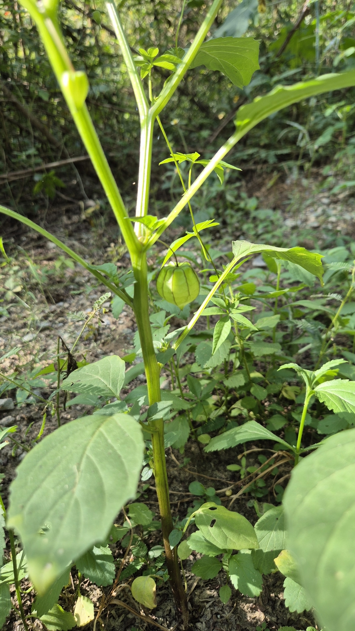 Photo of cutleaf groundcherry (3/7)