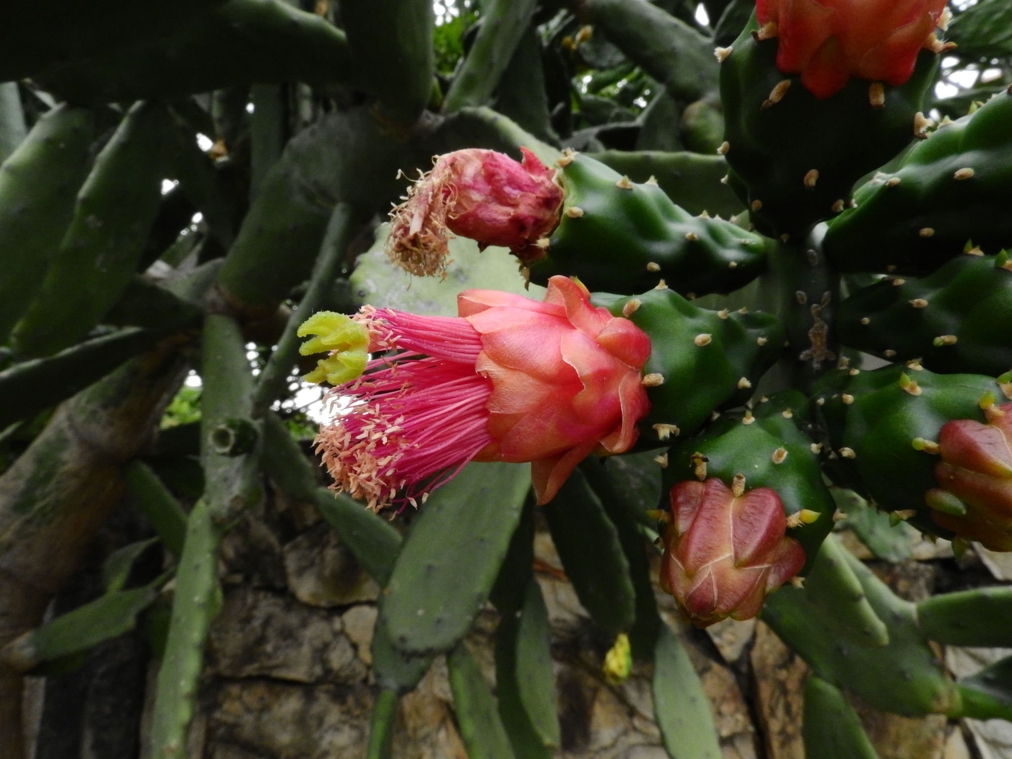 Photo of Cochineal Nopal Cactus (11/12)