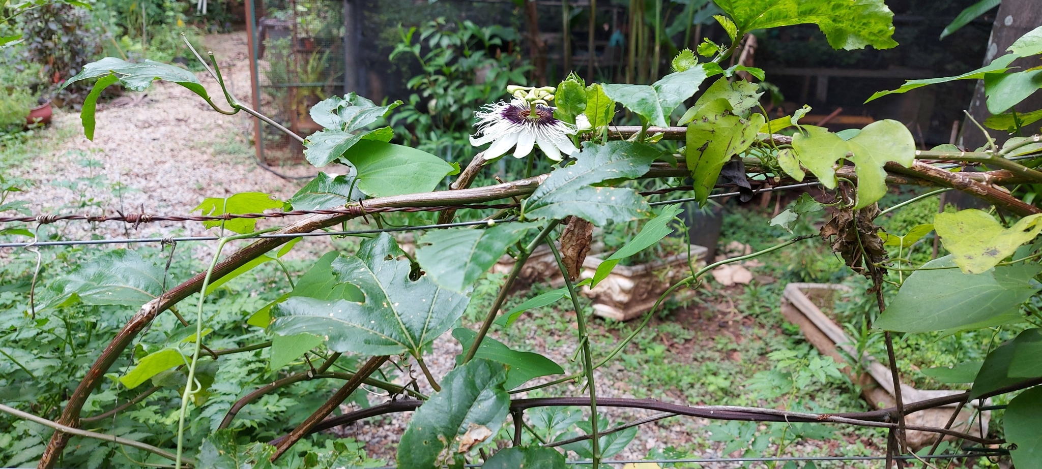Photo of Yellow passionfruit (2/12)