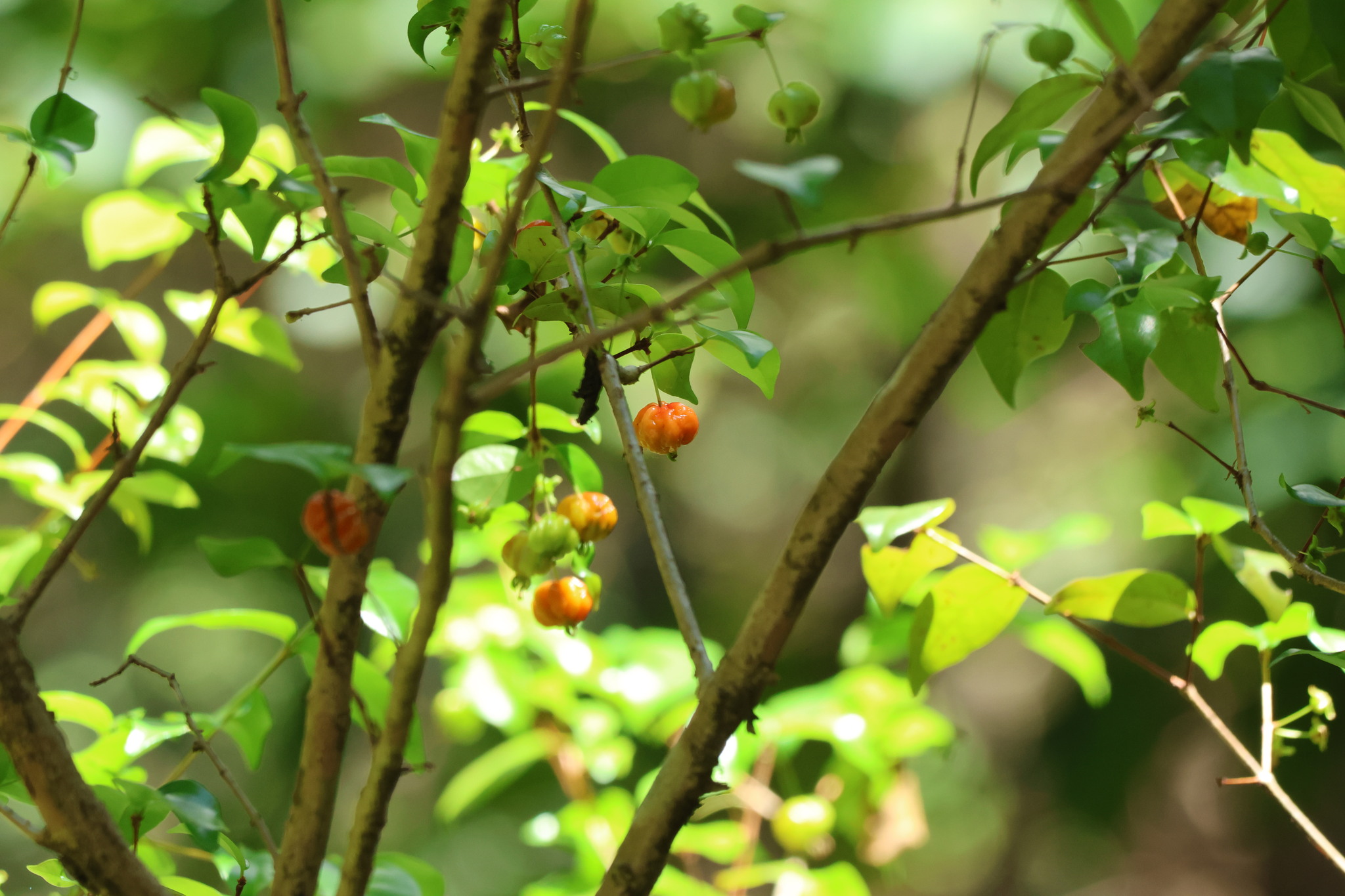 Photo of Surinam cherry (4/12)