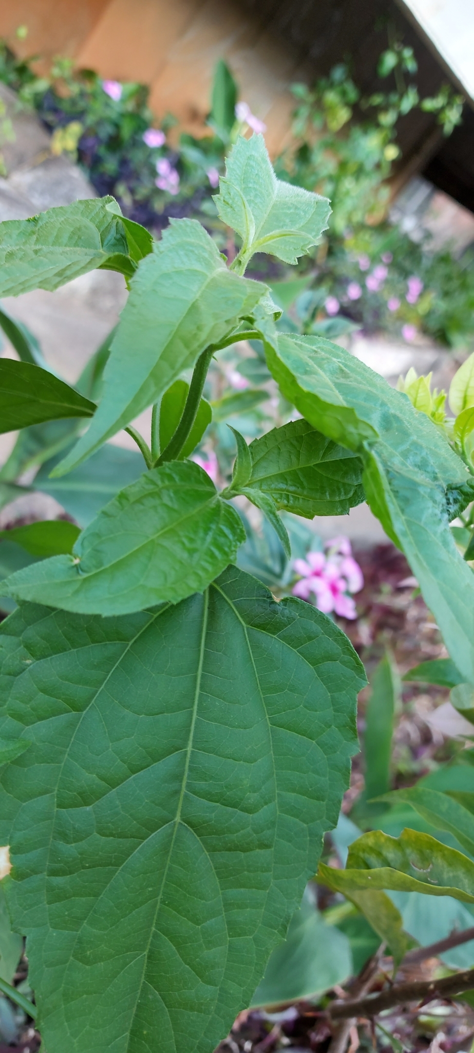Photo of Siam weed (4/7)