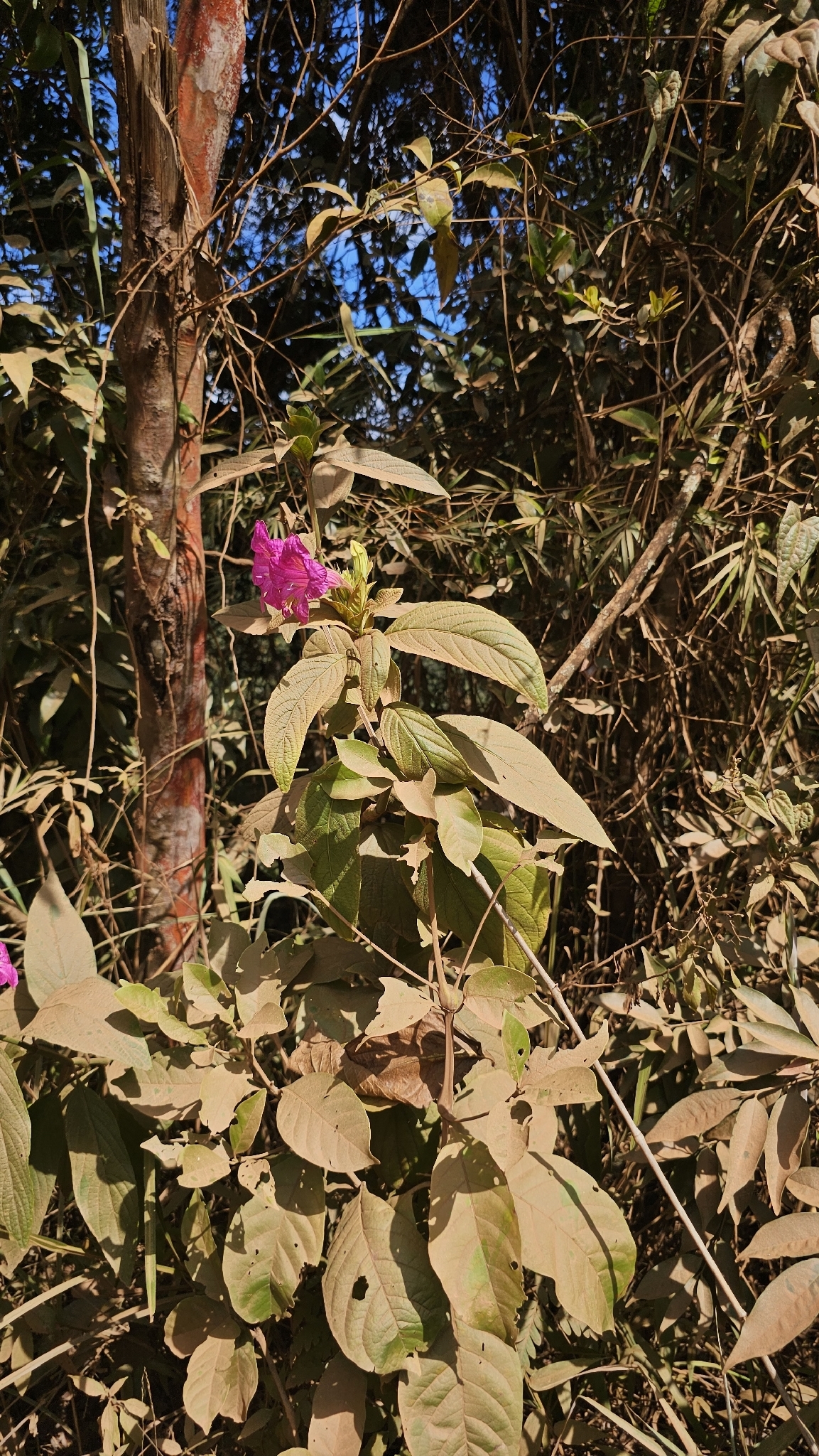 Photo of Ruellia macrantha (11/12)