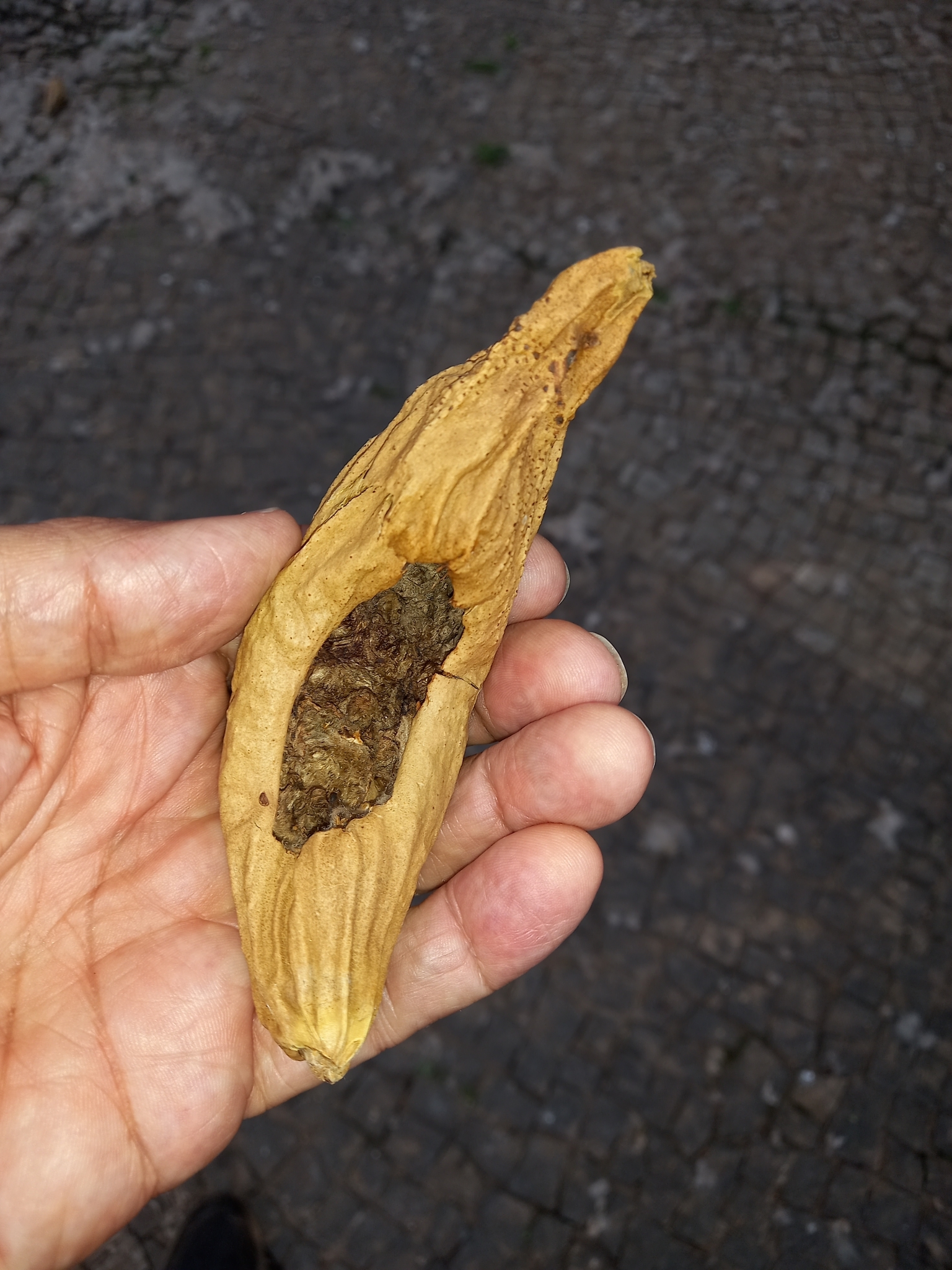 Photo of Ceiba (4/6)