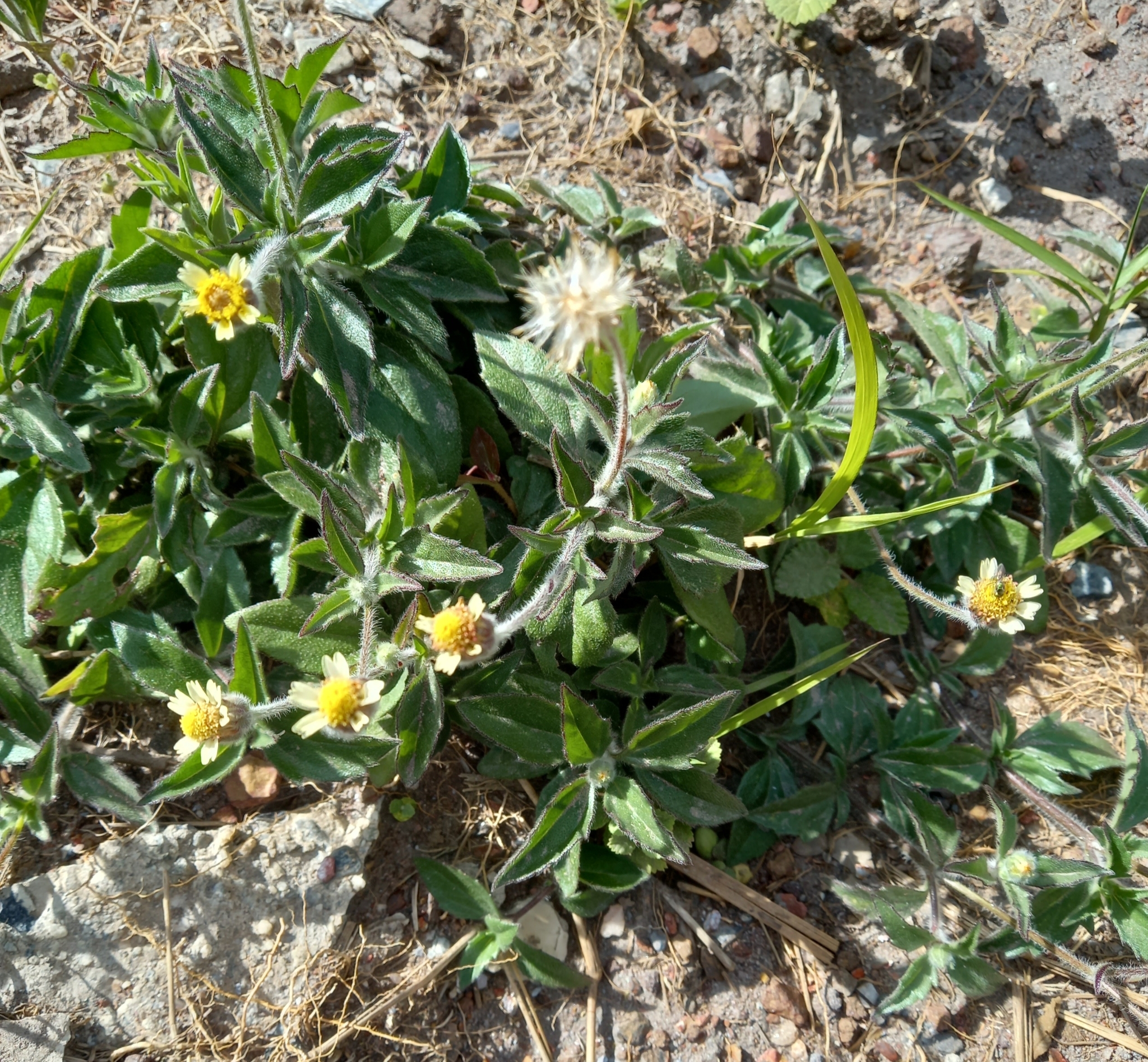 Photo of Tridax Daisy (6/12)