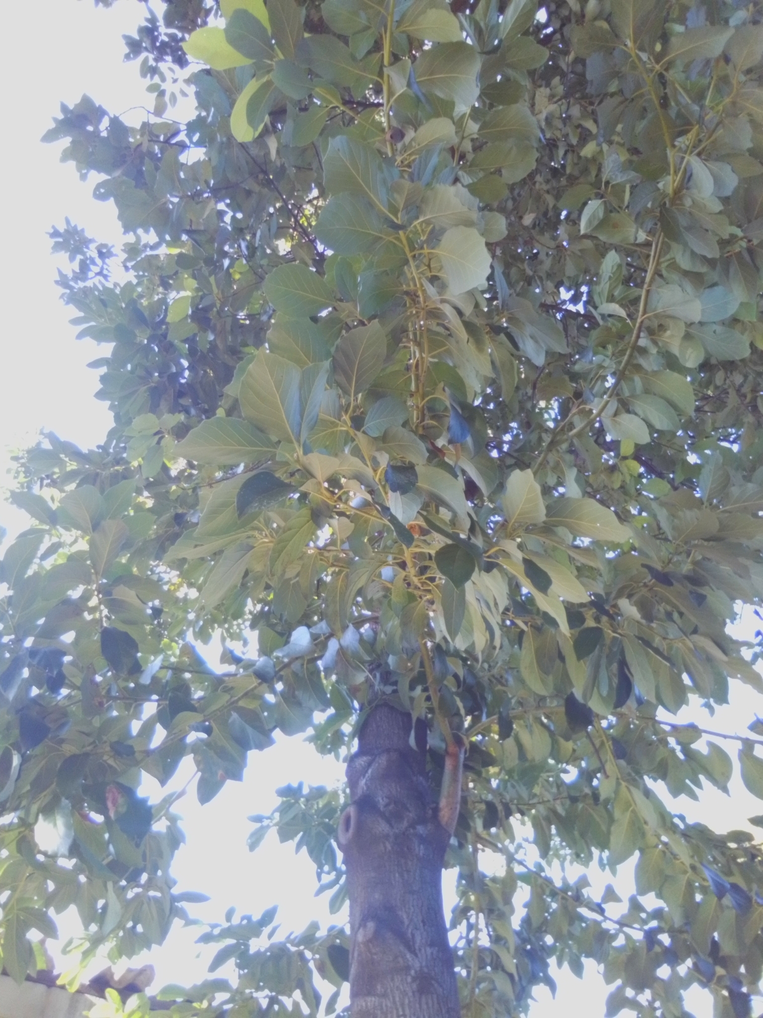 Photo of Ternate Lantana (2/11)