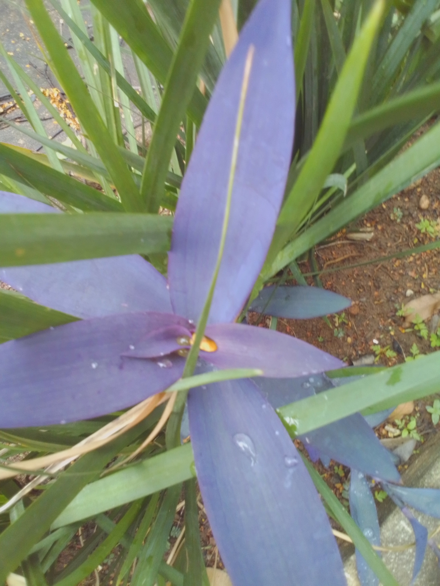 Photo of Purple Heart (4/12)