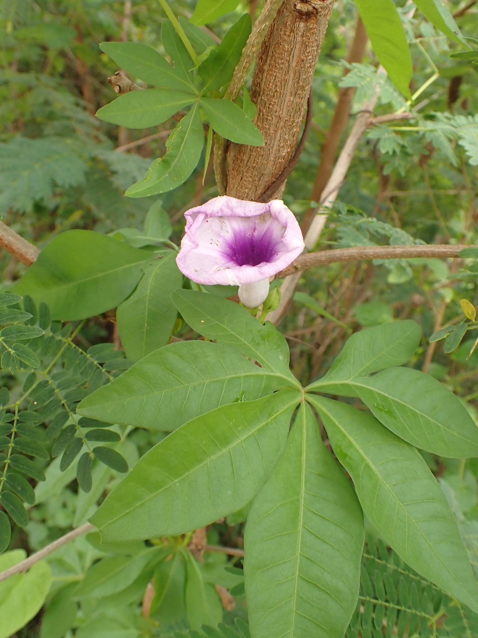 Photo of Mile-a-minute vine (4/12)