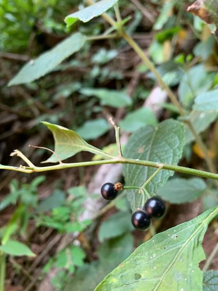 Photo of American black nightshade (10/10)