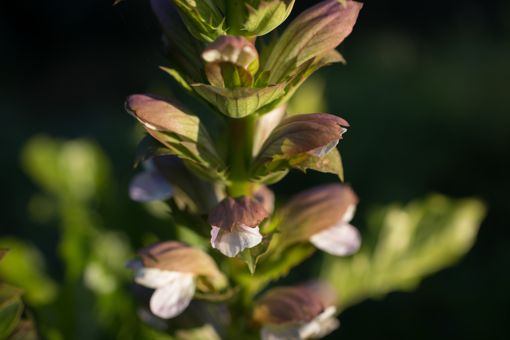 Photo of Bear's breeches (8/9)