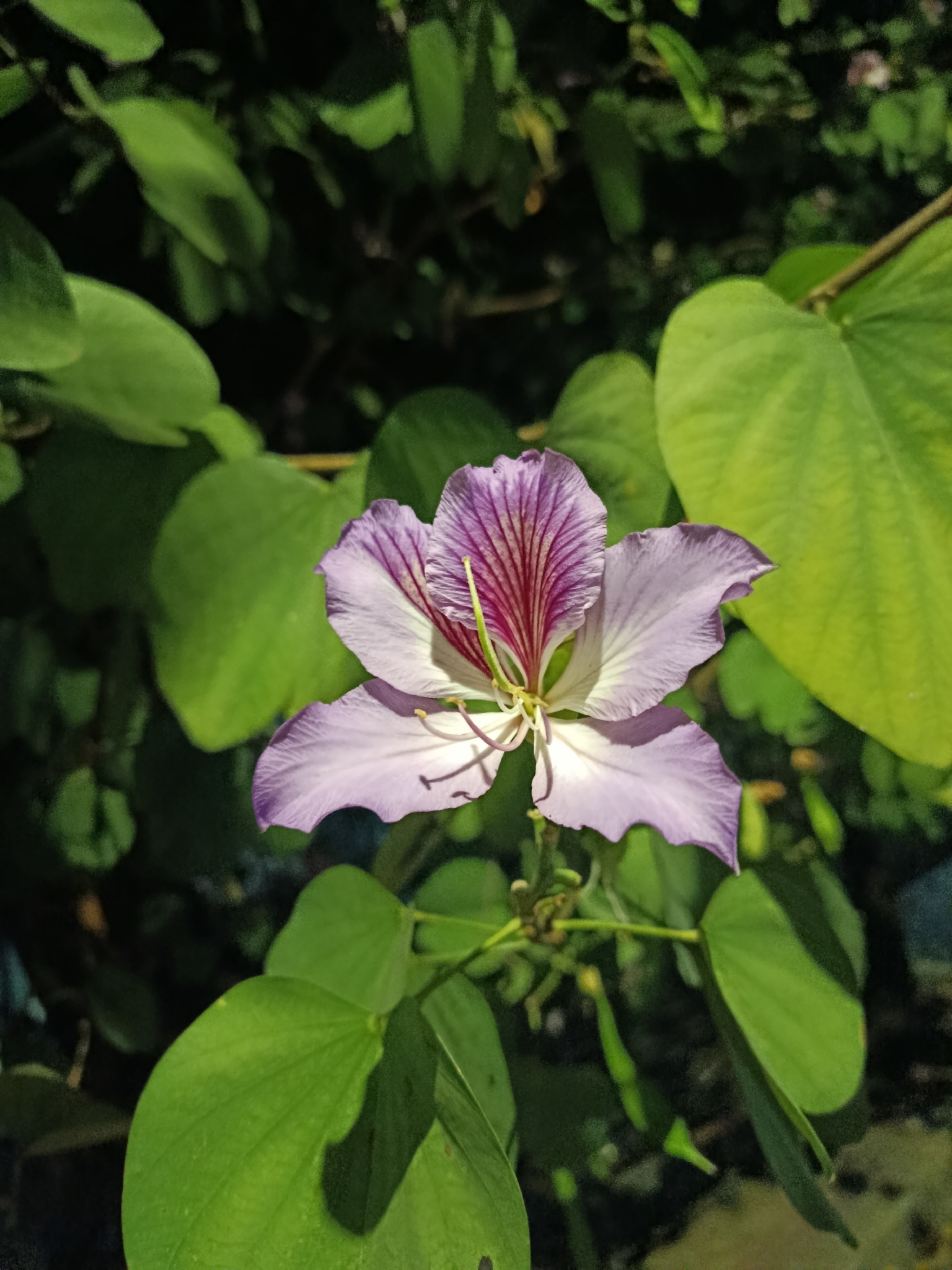 Photo of Orchid tree (1/8)