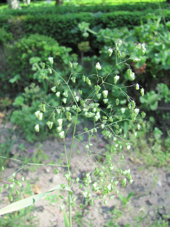 Photo of Little quaking-grass (10/12)