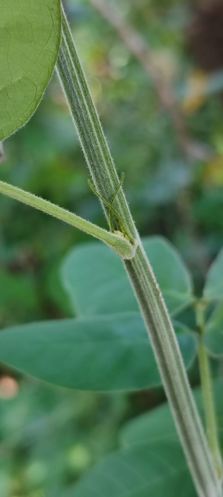 Photo of Senna angulata (11/12)