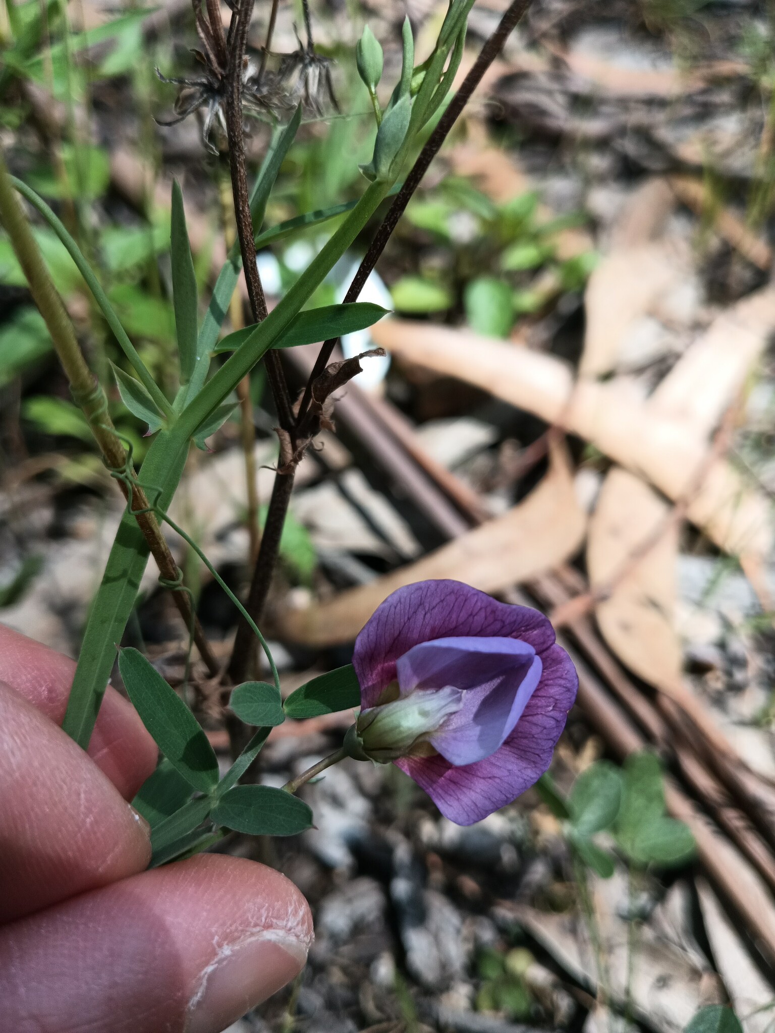 Photo of Crimson Pea (3/8)