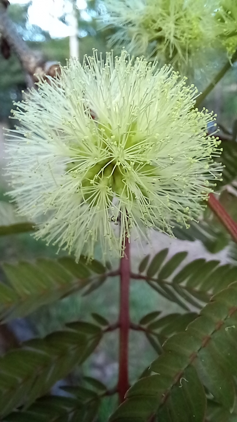 Photo of Mimosoideae (1/6)