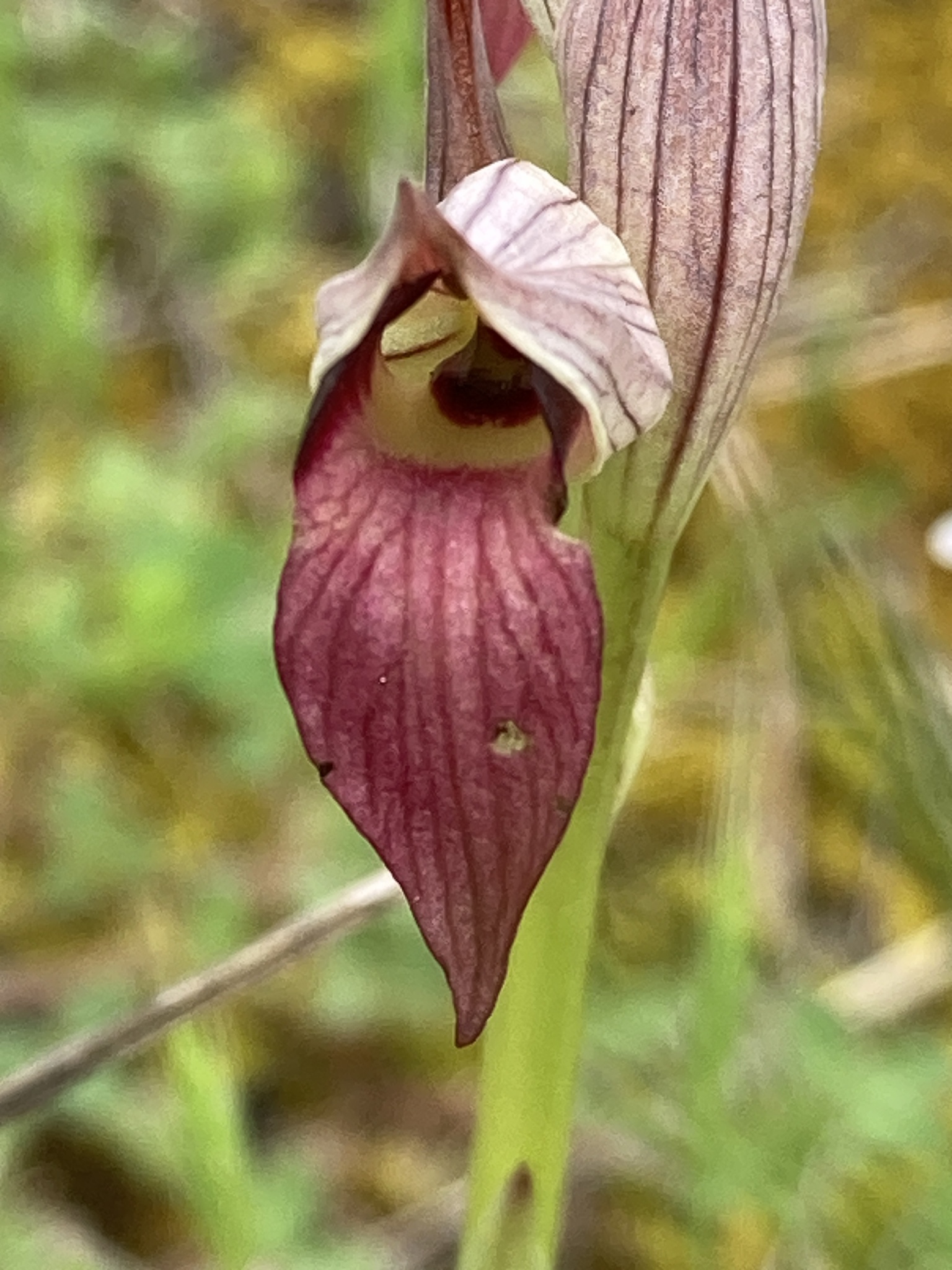 Photo of Tongue Orchid (10/12)