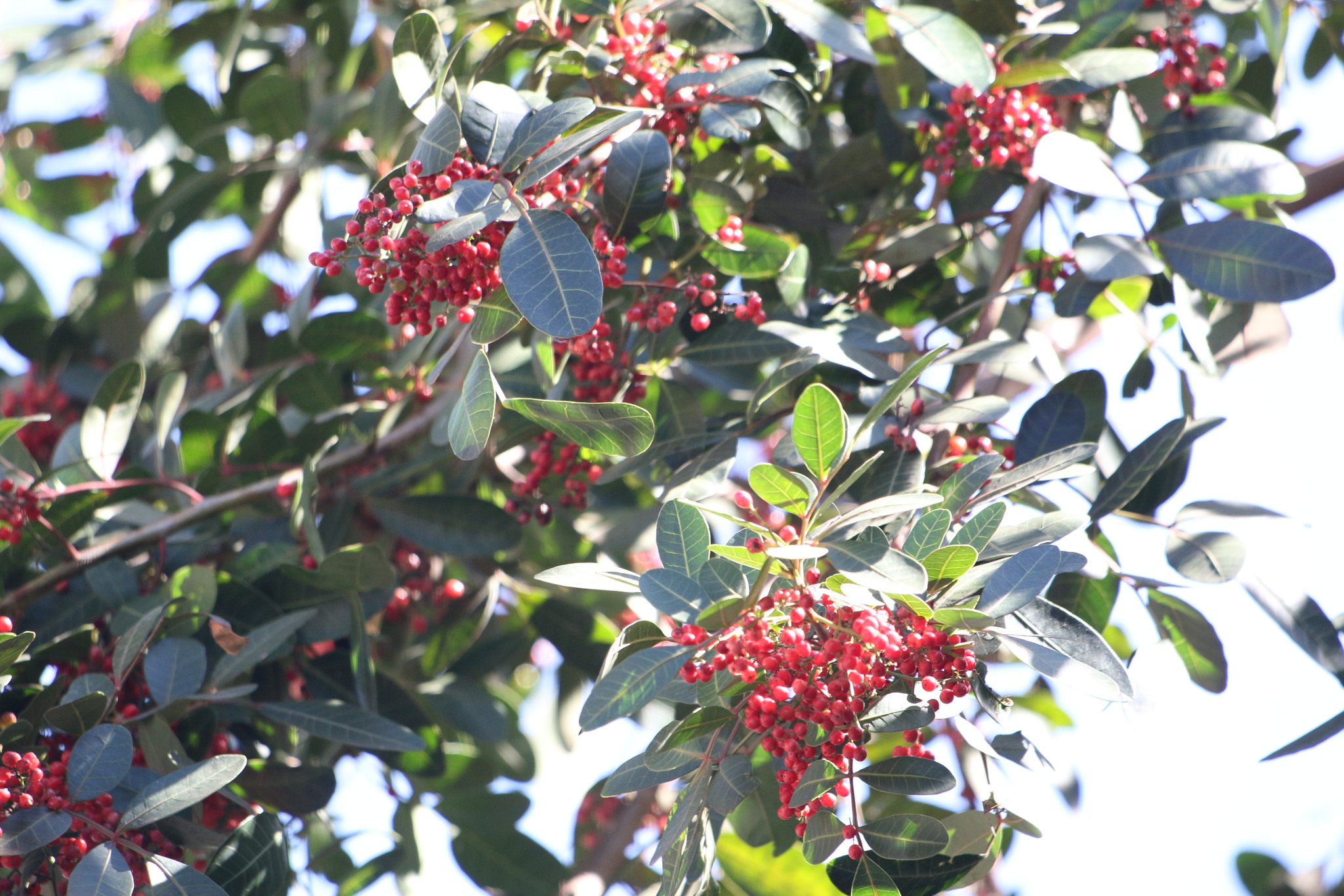 Photo of Brazilian pepper (9/12)
