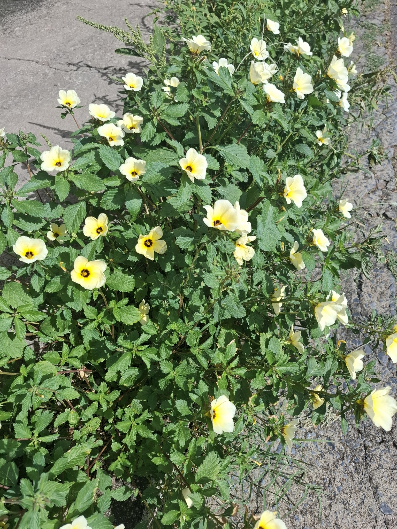 Photo of Cuban Buttercup (3/12)