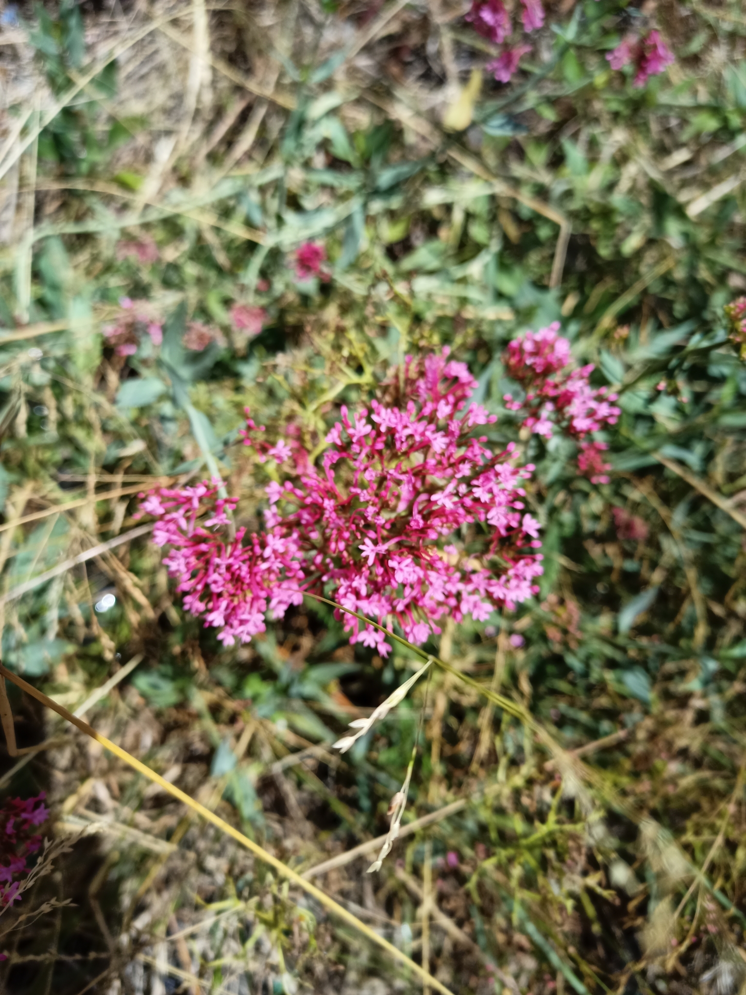 Photo of Red Valerian (1/9)
