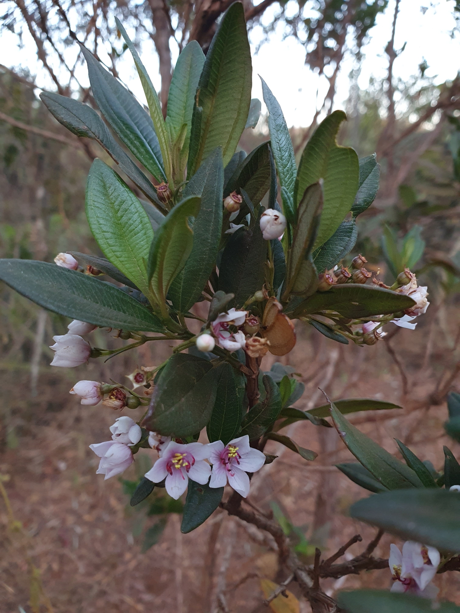 Photo of Trembleya parviflora (3/8)