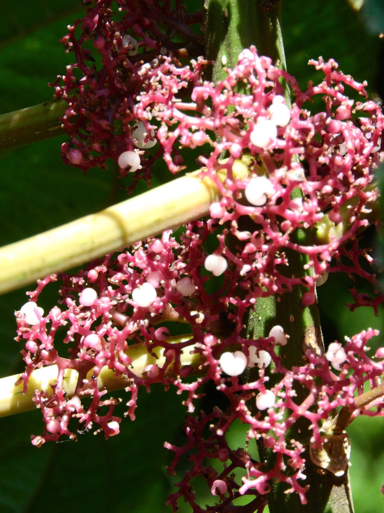 Photo of Scratchbush (5/6)