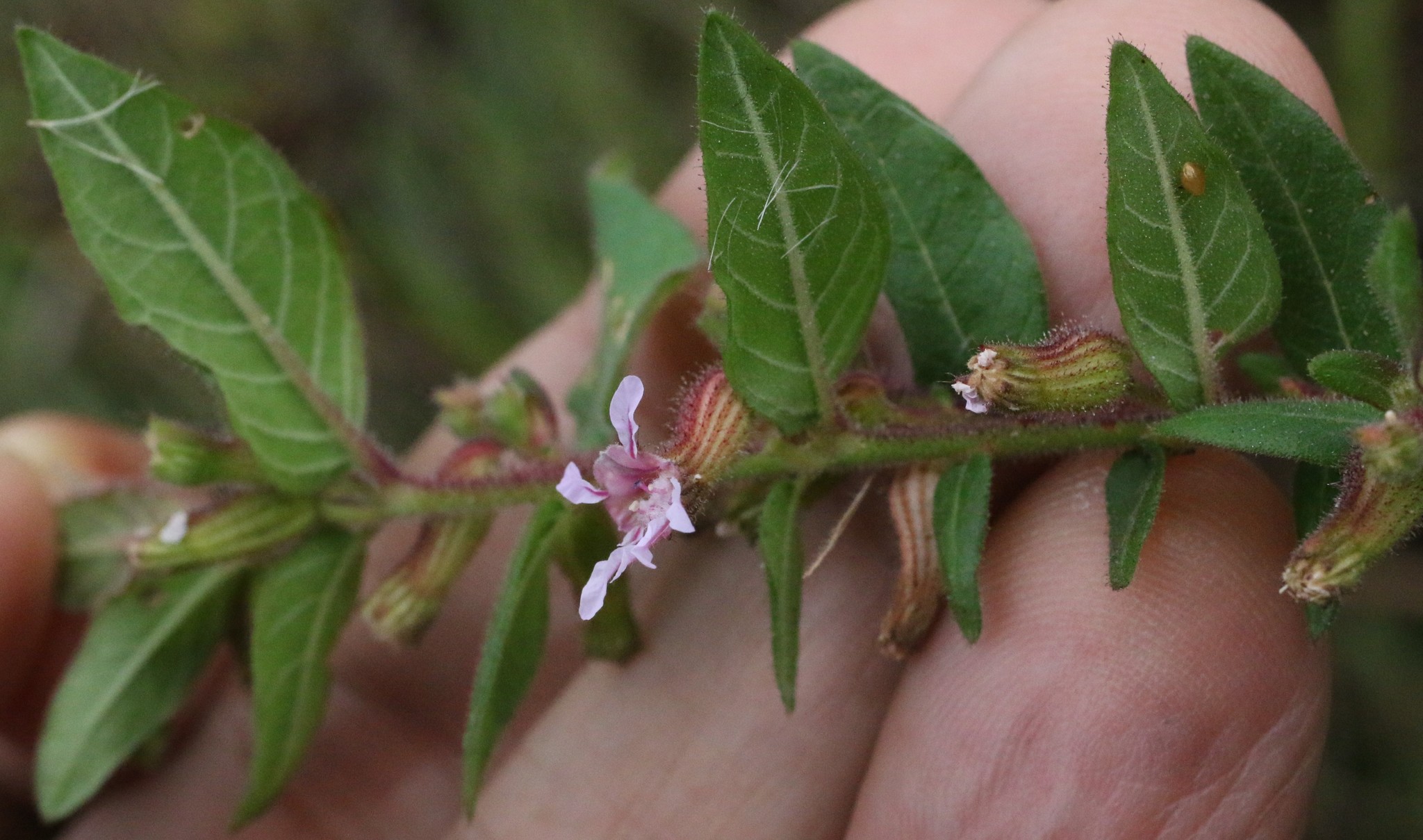 Photo of Cuphea sessiliflora (6/7)