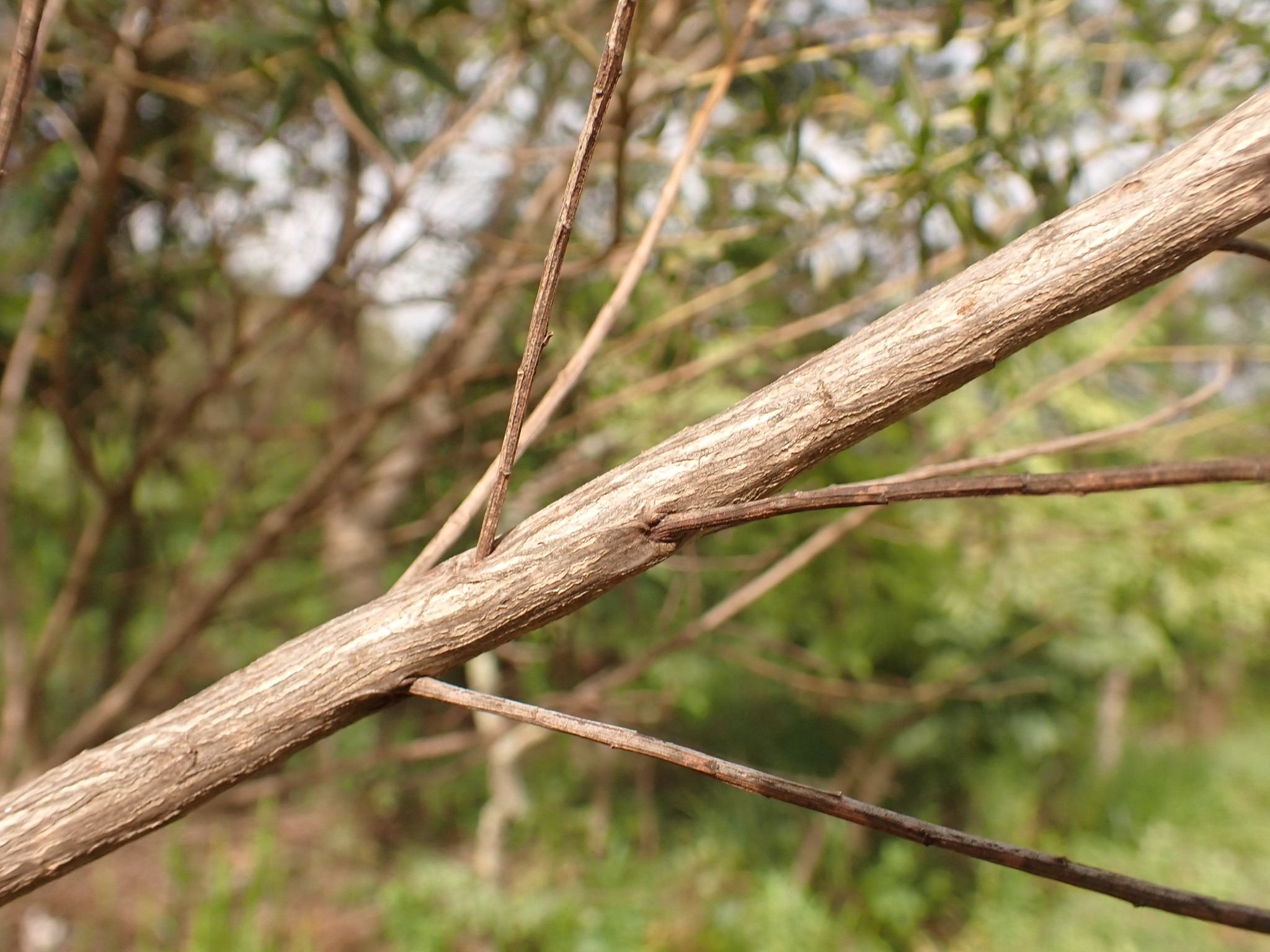 Photo of Baccharis dracunculifolia (3/12)
