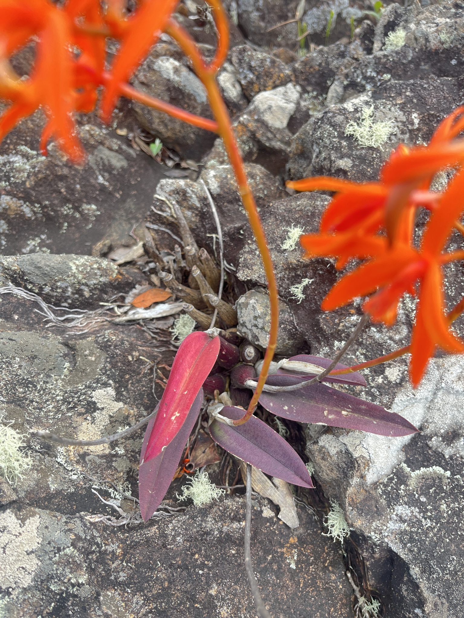 Photo of Cattleya cinnabarina (5/10)