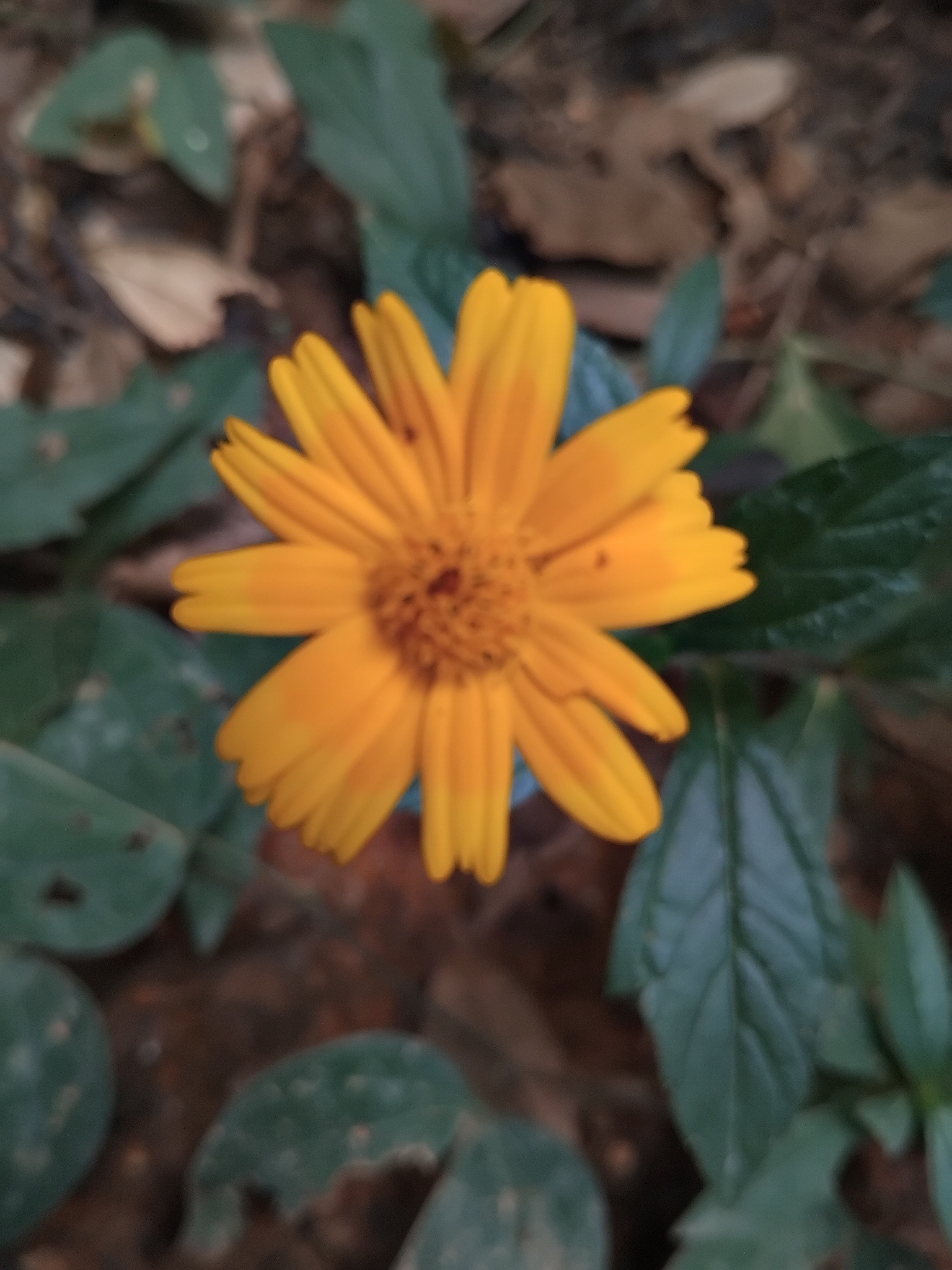 Photo of Sphagneticola (2/7)