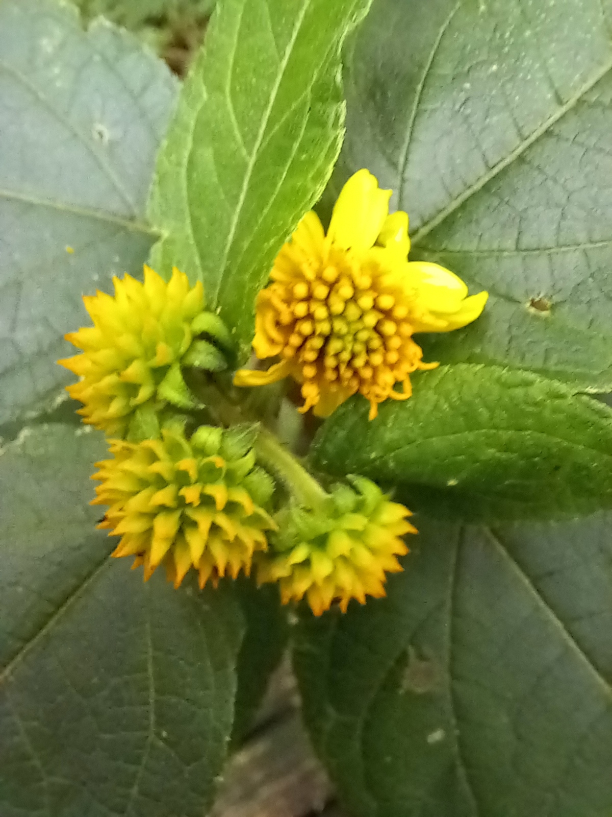 Photo of Tilesia baccata (10/12)
