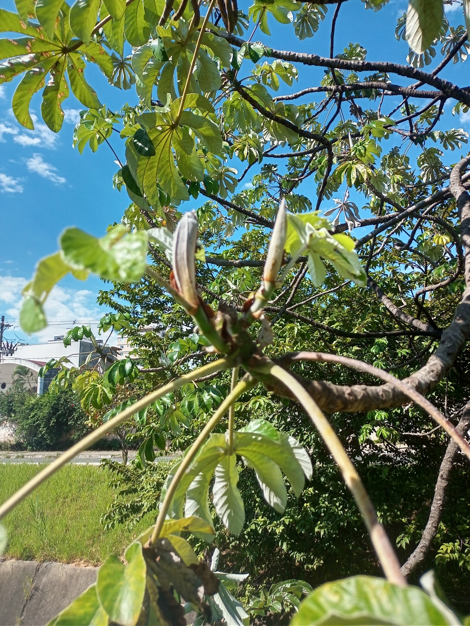 Photo of Pumpwood (3/9)