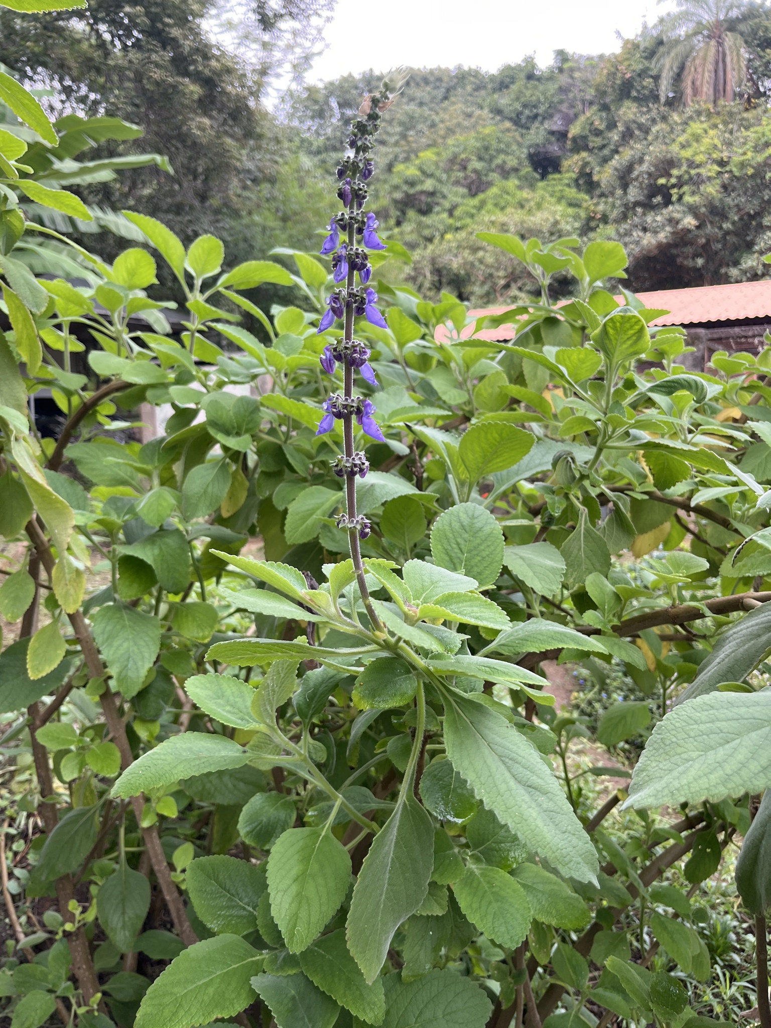 Photo of Woolly Plectranthus (1/8)
