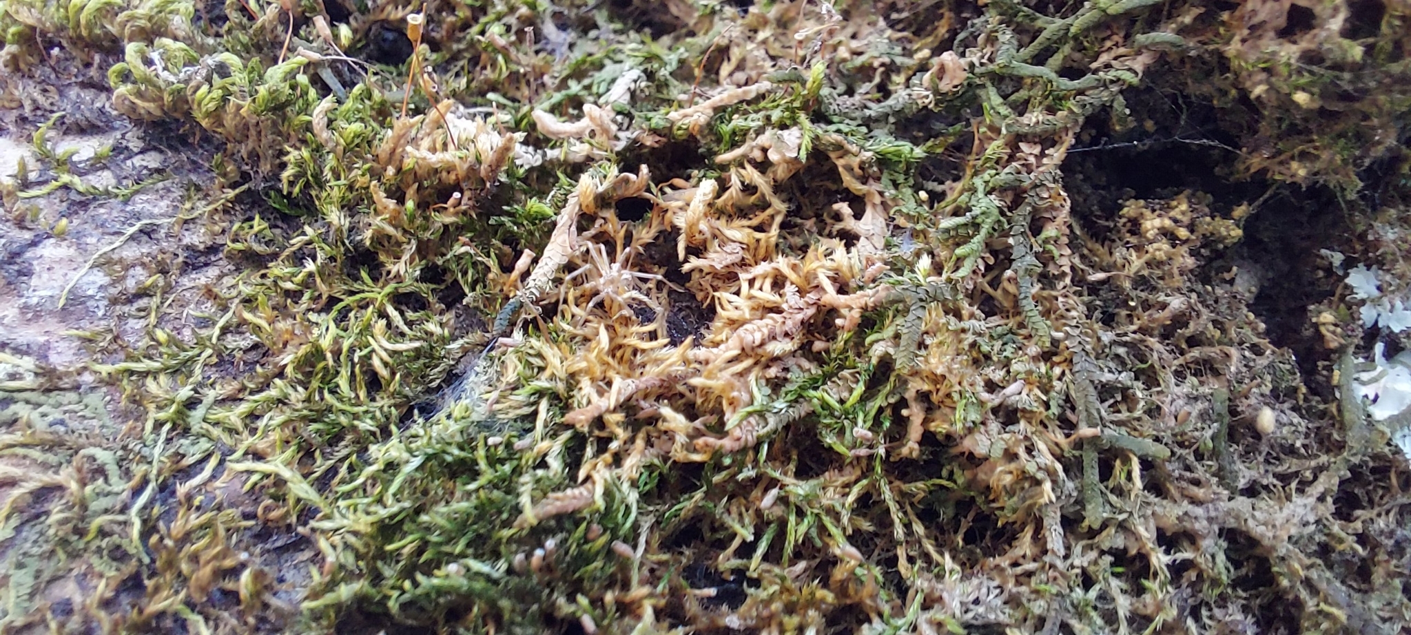 Photo of Bryopsida (4/7)
